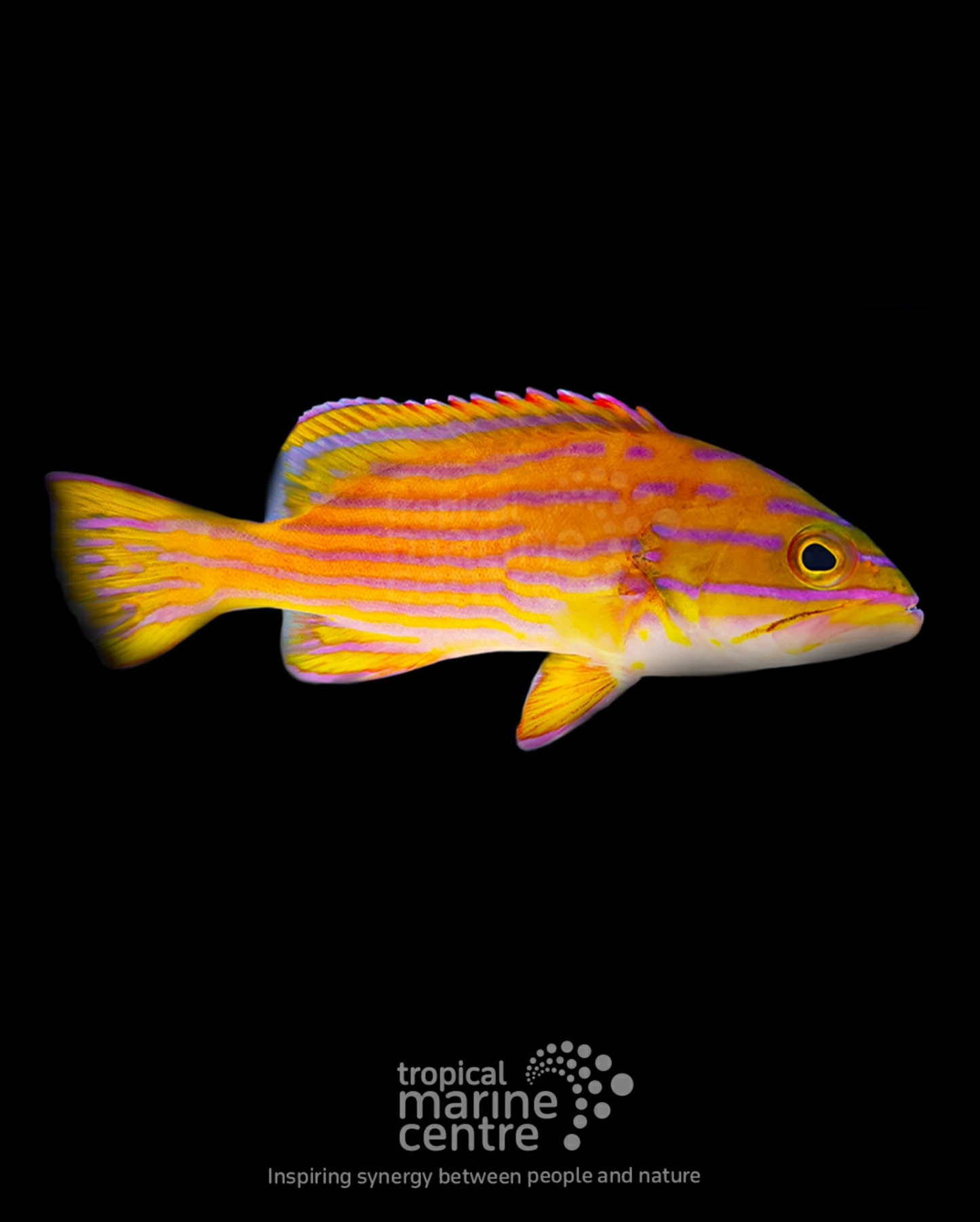 #tropicmarintanks
Very nice shot from @tropicalmarinecentre 🧡
You use our products and want to get reposted? Tag your post with #tropicmarintanks.
#tropicmarintanks #tropicmarin #tropic_marin
#eatsleepreef #allmymoneygoestocoral #reefporn #coralporn #reefaholics #aquarium #saltwateraquarium #nanoreef #reeftanks #euroreefers #reef2reef #reefers4reefers #vitaminsea #seafari
@tropicmarinusa @tropic_marin_br @tropic_marinarg @tropicmarinperu @aquarium_planet_cr @scireef @aqua.united.gmbh