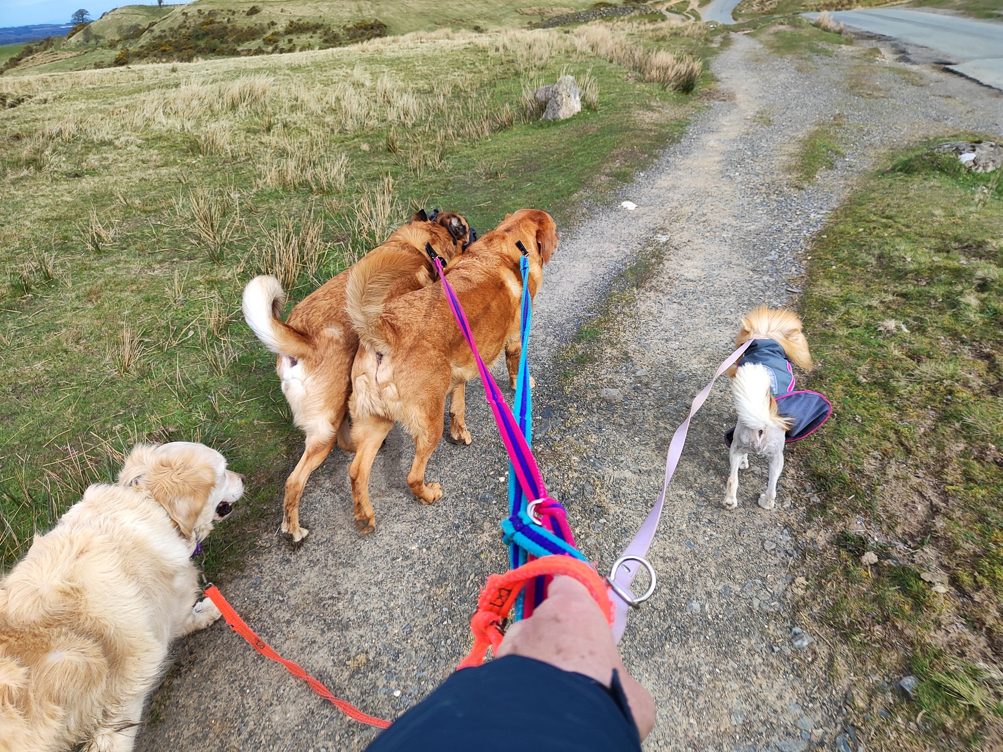 Buddy, Daryl, Kevin and Honey