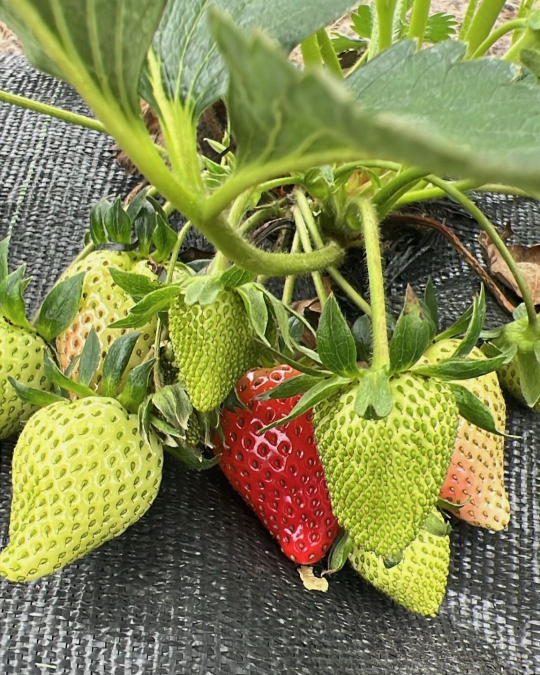 Kijk nou! De eerste rode zomerkoninkjes!! π₯Ή β€οΈπ