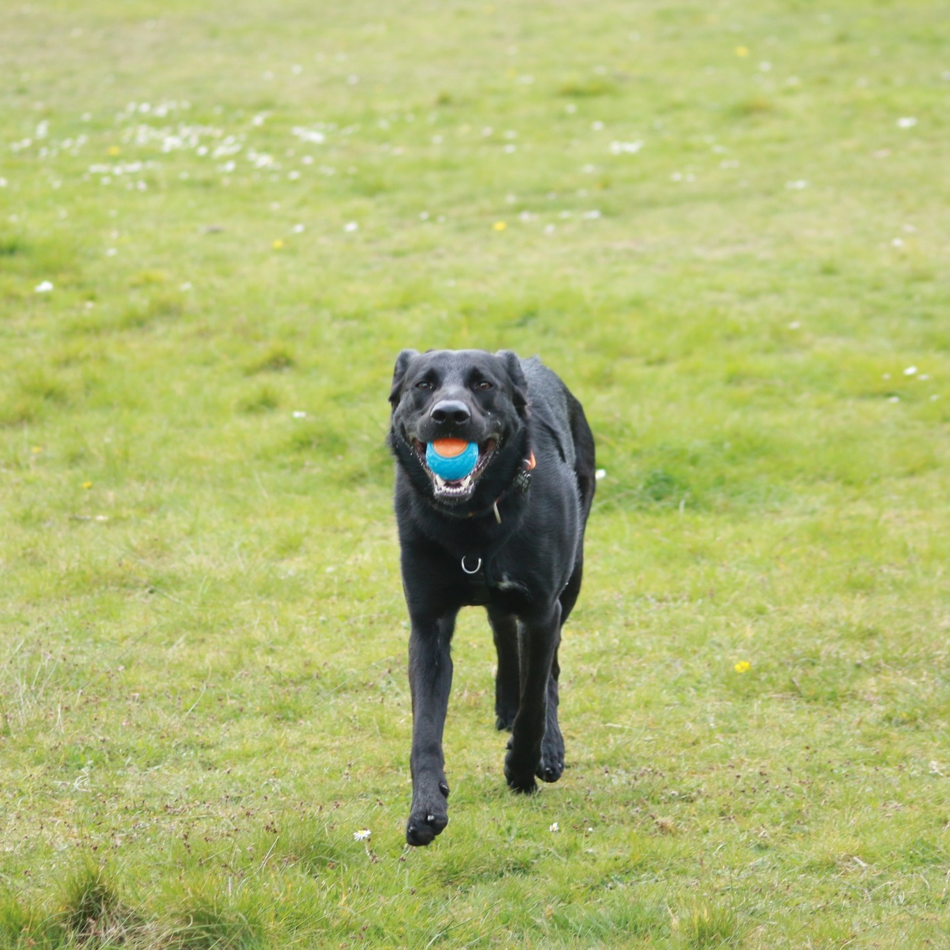 A member of our Year 11 class made use of their creative eye whilst taking our resident therapy dog, Beau, for a walk this afternoon! We're sure you'll agree, these photos are fantastic!