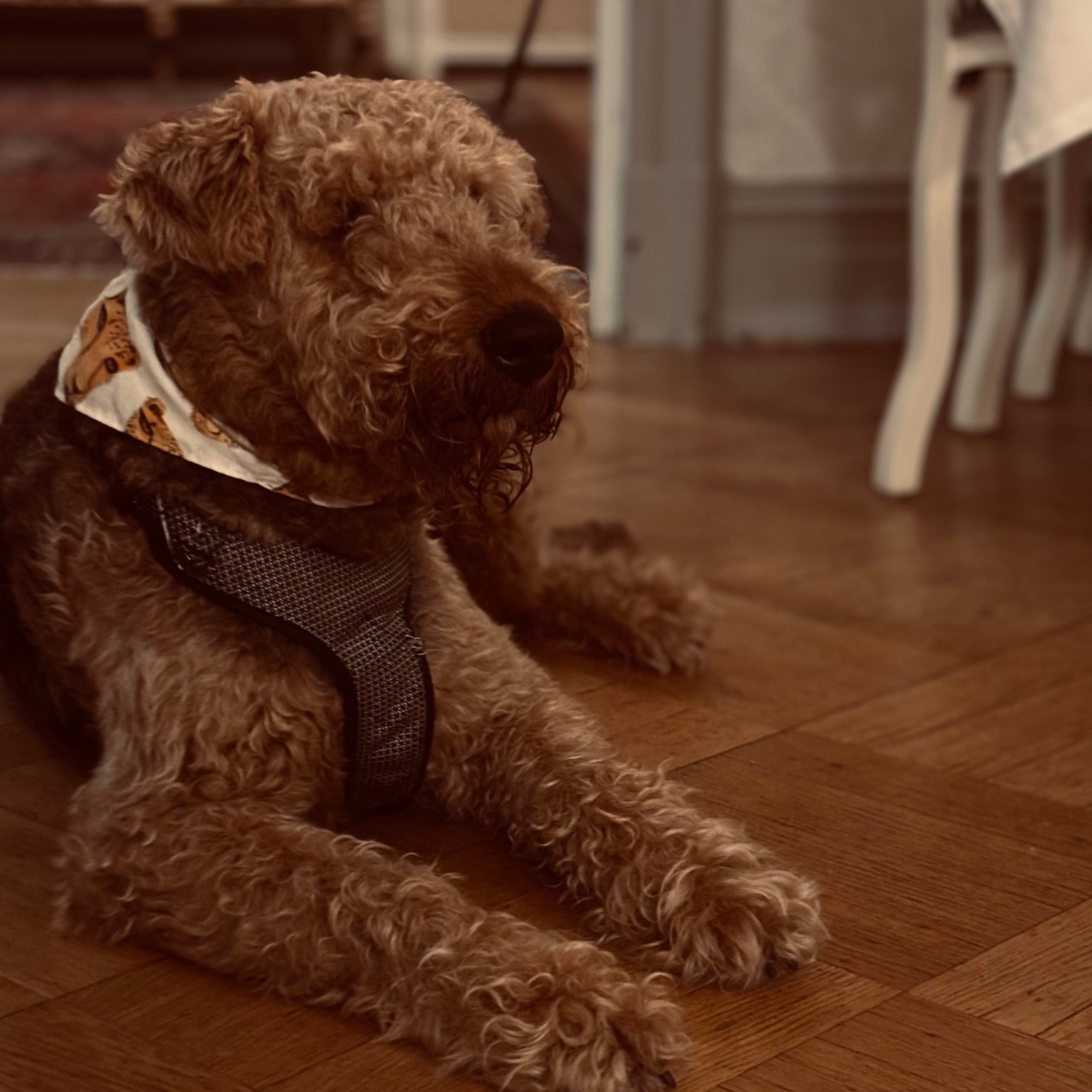 🐾 Har du någon där hemma som också borde få följa med?
Hos oss på Munkedals Herrgård är hundar varmt välkomna – både i våra allmänna utrymmen och i de flesta av våra rum.
Oavsett om du besöker oss för konferens eller en avkopplande vistelse, finns det plats för hela sällskapet.
🌿 Välkommen att njuta av natur, lugn och goda stunder – tillsammans 🥰