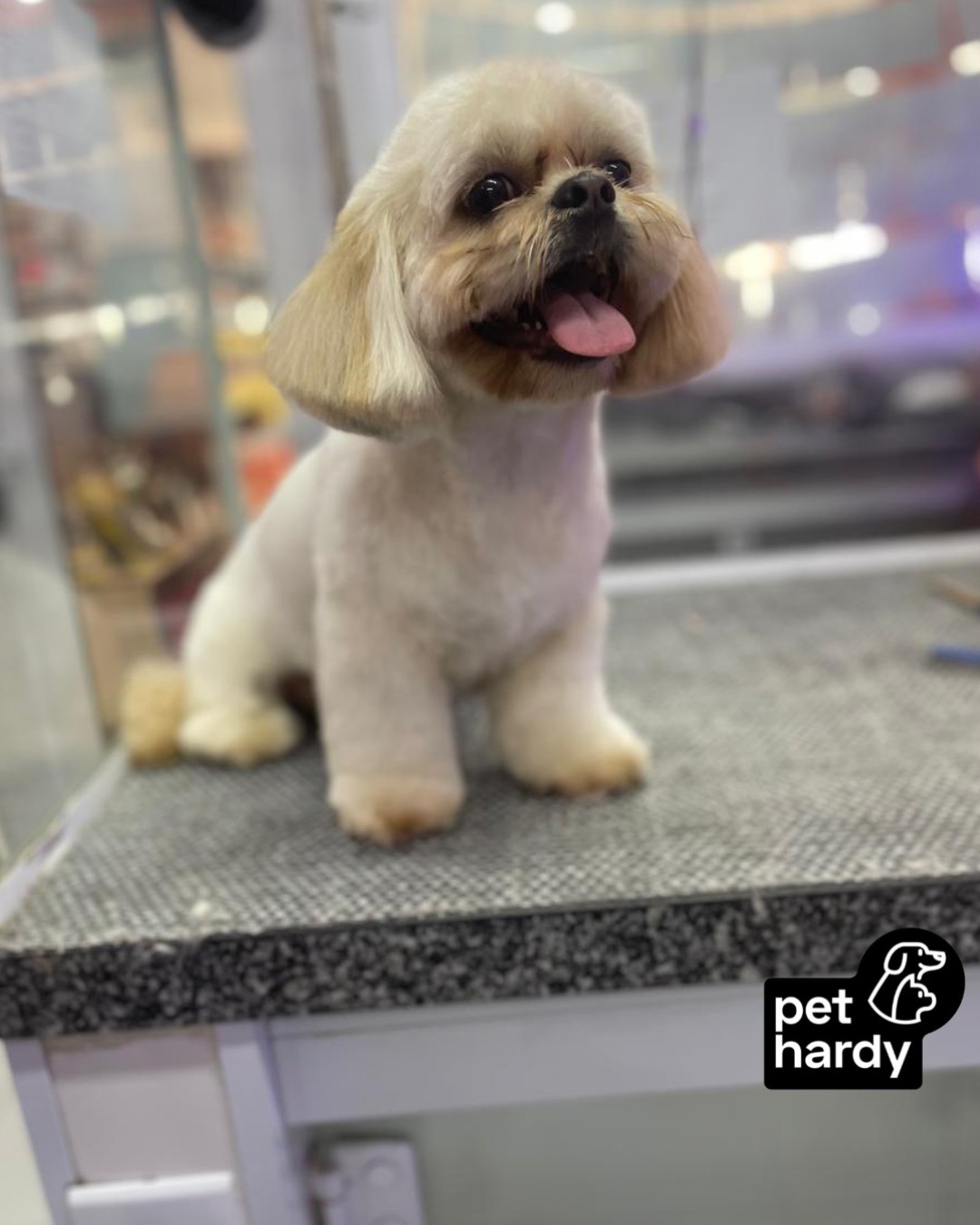 SEGURA ESSE GLOW UP! ✨ 🐾
Arraste para o lado e prepare-se para se apaixonar quatro vezes! 😍 👉
Nosso post de hoje é uma dose extra de fofura com esse Shih Tzu maravilhoso que passou pelo nosso Spa. É impossível olhar para essas fotos e não abrir um sorriso, não é mesmo?
Aqui na Pet Hardy, nosso time de estética se dedica a muito mais do que um simples banho e tosa. Cuidamos de cada detalhe com muito amor e respeito, garantindo que o seu pet saia não apenas lindo, mas também muito feliz e relaxado, exatamente como esse modelo das fotos! 🛁 💎 🏠
Conta para a gente: qual das quatro fotos é a sua favorita? 👇
Pet Hardy | Clínica Veterinária e Pet Shop 📍 Av. Miruna, 272 - Indianópolis - São Paulo/SP 📲 Contato: (11) 91346-6234
#PetHardy #EsteticaAnimal #BanhoETosa #PetSpa #ShihTzuLovers #TosaBebe #GlowUpPet #CuidadoAnimal #Moema #Indianopolis #BairroIndianopolis #EsteticaPet