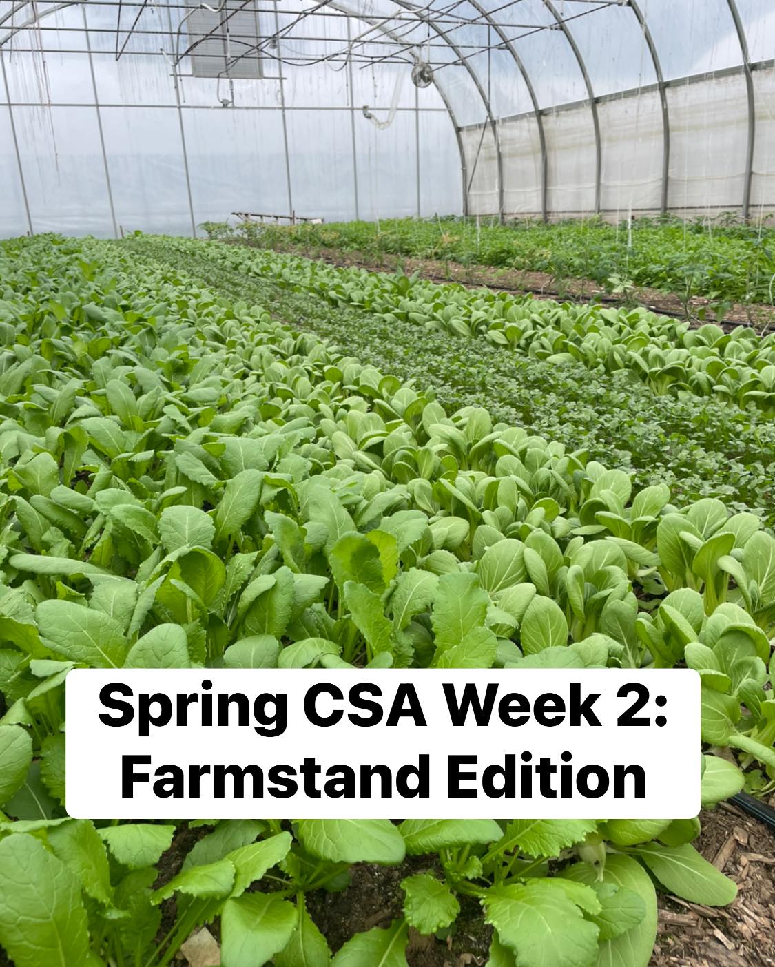It’s the season to eat your greens! This week in the farmstand we have:
Lettuce mix
Baby greens
Arugula
Spinach
Microgreens
Radishes!
Collards
Potatoes from Bear Roots Farm
Squash
Little red cabbages
Frozen tomato sauce
Frozen peppers
Frozen cherry tomatoes