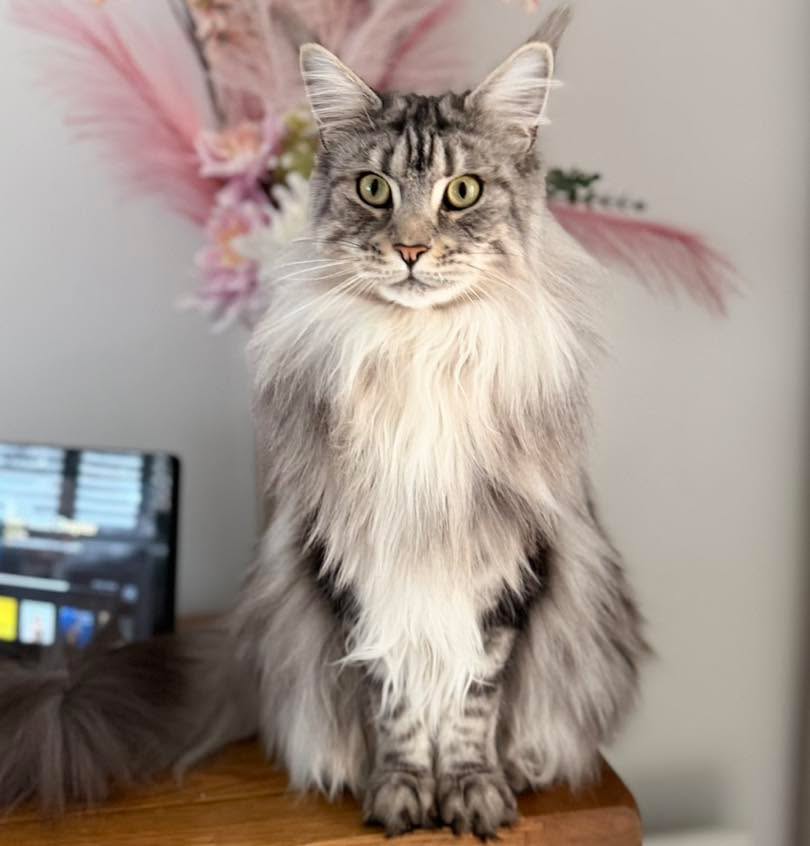 Hey everyone! 👋 A quick update on Bunia (also known as Iris). 🐾
Today Bunia went in to be spayed, but during the surgery, we found out something incredible... It turns out she is a **hermaphrodite** and had both sets of reproductive organs! 🤯
This is an incredibly rare occurrence, especially in female cats, and even more so in purebreds.
Thankfully, everything went well. Both sets of organs were removed, and Bunia is already back home. She is resting and feeling really good. ❤️🩹🐈
And the good news doesn't stop there – in a month, Bunia will be joining her sister and brother to officially become a part of Daniel and Lilia's family! 🏡🥰
#sapphirecoons #cutekitten #mainecoon #sapphirecoonscattery #mainecoonbreeder #showkitten #sapphirecoon #mainecoonkitten #adorablekitten #showkittens #gccf_cats #gccf #gccfregistered #gccfkittens #gccfbreeder