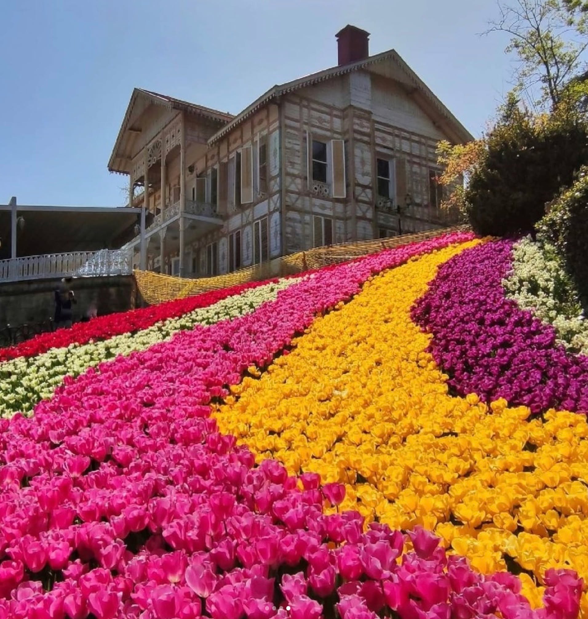April is the perfect month to experience the stunning tulip fields in Istanbul, a city rich in history and culture. ITEM Travel Turkey offers curated itineraries for this floral spectacle. While tulips are often linked to the Netherlands, they are native to Turkey, where they have been cherished long before becoming a Dutch symbol. Istanbul celebrates this heritage with an annual tulip festival, attracting locals and tourists. During tulip season, the city's parks and gardens burst with color. Visitors can explore Emirgan Park, known for its diverse tulip varieties, Gülhane Park near Topkapi Palace, Sultanahmet Square with its historic landmarks, and Çamlıca Hill with panoramic views. These locations offer incredible photography opportunities and a chance to appreciate tulips' cultural significance in Turkey.
With ITEM Travel Turkey's itineraries, guests can explore these sites at their own pace. For more information, visit www.item#visitturkey and prepare to be amazed by Istanbul's tulip season! 📷 :aleksa_istanbul photgrapher_man34 seyri_ayn * turkszr
#itemtravel #itemtravelturkey #tulip #istanbul #visitturkey