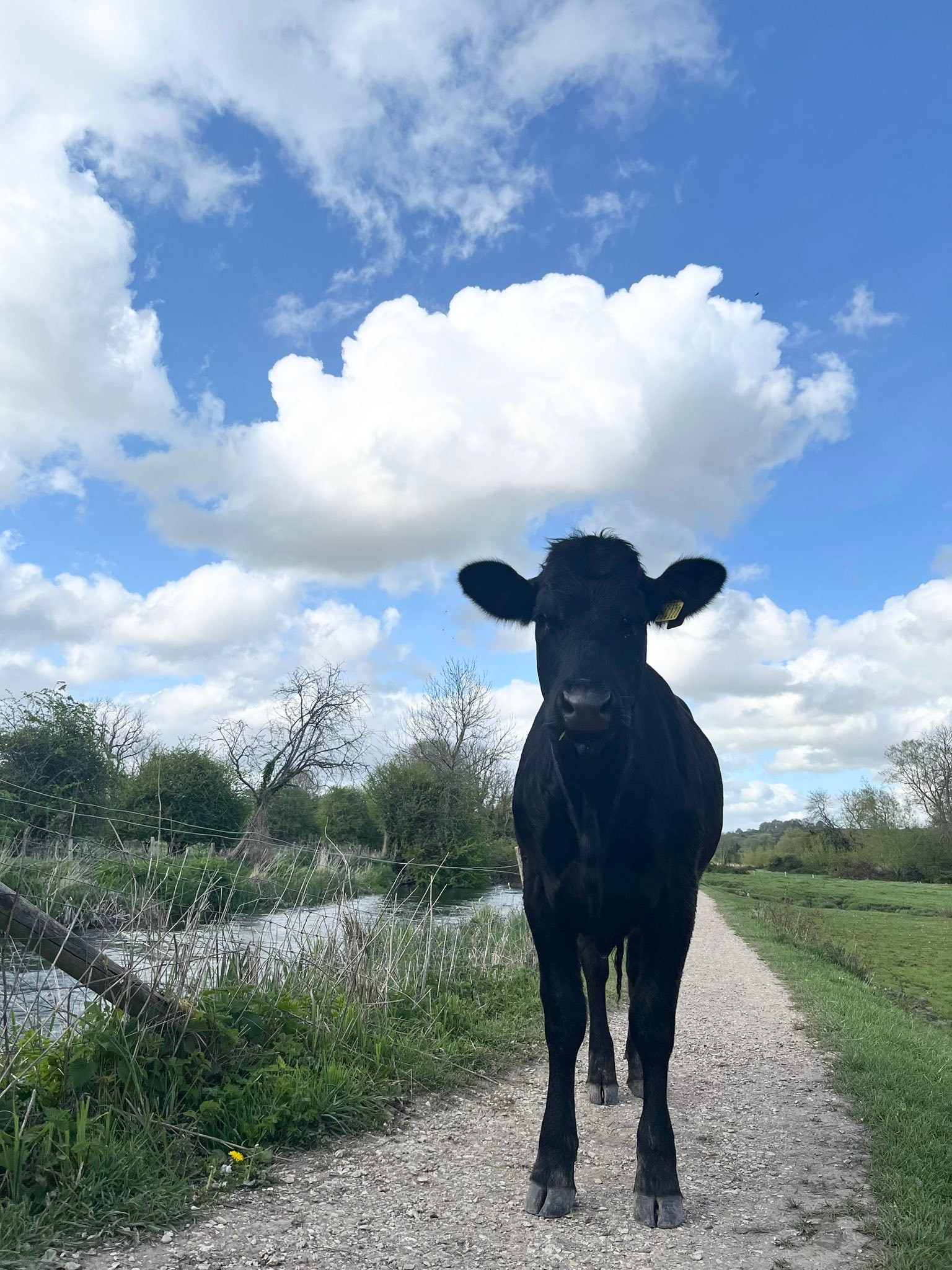 An exciting afternoon for this young cow today as she found herself out of her field and in to Shawford lock. I eventually got her to safety, but she was the wrong side of the river and missing her mates. She was quite upset and it took over 3 hours to get her in to a trailer and back home.
We’ve just got to find out how she got out so that her mates don’t follow her for a trip to The Bridge at Shawford for a swift Friday afternoon shandy or two 🍻