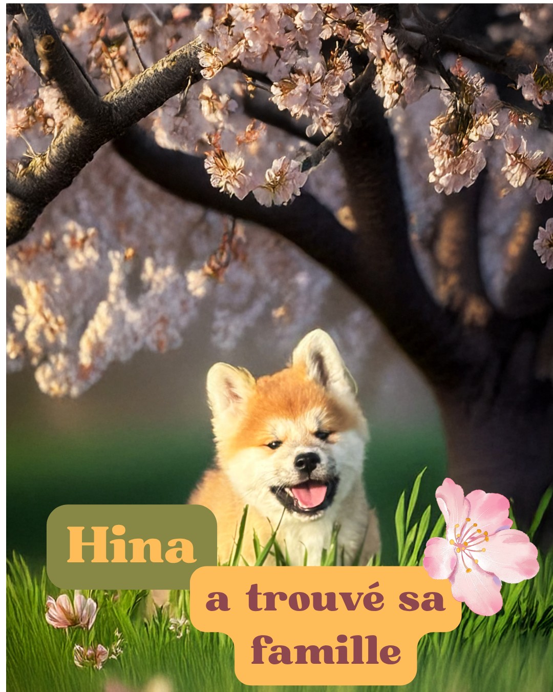 Hina a trouvé sa famille 🏡💛
Lundi, son papa fera la route depuis la Suisse pour venir la chercher…
Un moment que j’imagine déjà rempli d’émotion 🥹
Il a pris 15 jours de vacances rien que pour elle, pour l’accueillir en douceur et commencer leur histoire comme elle le mérite ✨
Hina, c’est une petite très spéciale dans mon cœur 💛
La laisser partir ne sera pas anodin… mais je sais qu’elle s’en va vers une vie pleine d’amour, d’aventures et de bonheur 🐾
Aujourd’hui, tous les bébés de Juri ont trouvé leur famille pour la vie 🏡💛
Merci pour votre confiance 🥹
Une nouvelle portée de chiots se prépare avec Nara, attendue pour fin avril ✨
Il reste une toute dernière place pour une future famille prête à écrire une belle histoire 🐾
📍 Élevage Akita Inu situé à Valence (Drôme)
📩 Pour plus d’informations, envoyez-moi un message privé ou rendez-vous sur @akita_inu_esprit_du_kitsune
#puppies #japanesedog #akitainu #akitainulovers #ChiotDisponible