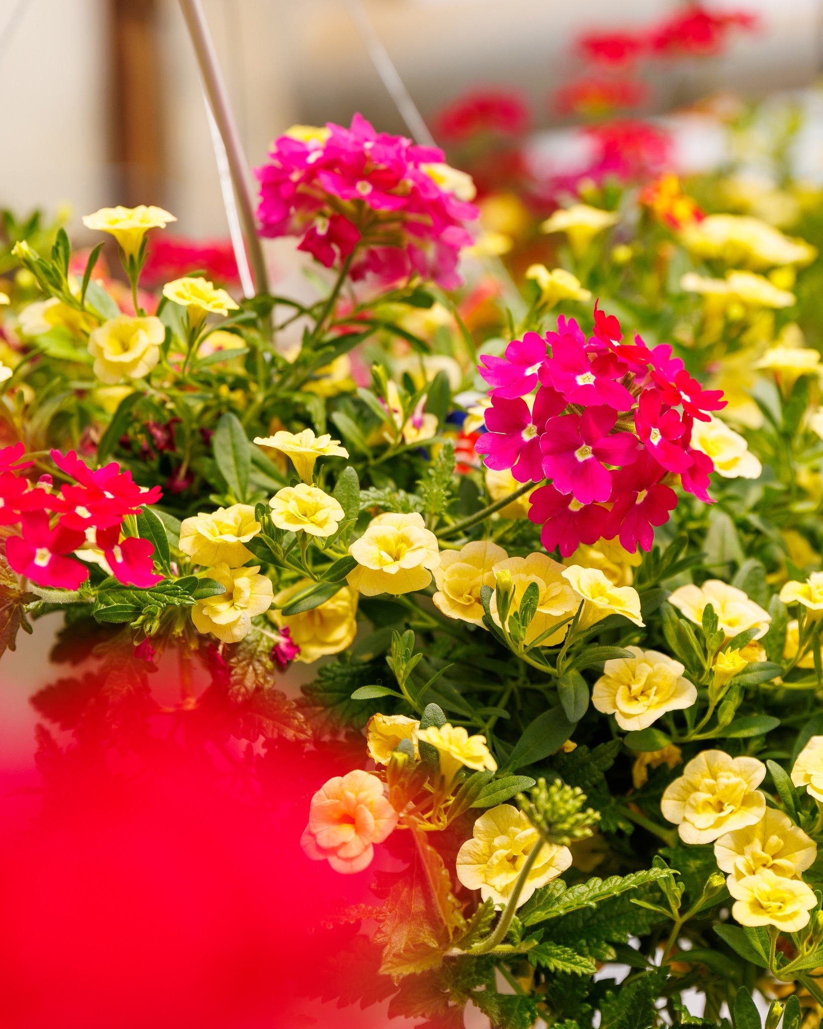 UPDATE: Due to high demand, all plants have been sold, and the sale has been ended early. Thank you to everyone who visited and made the sale a huge success!
-----------------------
Mark your calendar! Our annual plant sale will start Wednesday, April 29, and last through Friday, May 8. (Inventory is limited, so the sale may end early, if demand exceeds supply.) Visit ycst.info/ps26 or click on the link in our bio for all the details, including a list of plants being sold.