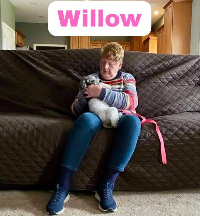 FROM HEARTBREAK TO HOPE 🌈🐾
The update you've all been waiting for… WILLOW HAS BEEN ADOPTED! 🖤
But getting her to this happy ending was nothing short of a miracle.
Months ago, we received a desperate call for Willow—a Bichon/Poodle mix who had just given birth to 5 puppies on January 9th. She was actively seizing while trying to care for her newborns.
Tragically, three of her puppies passed away almost immediately. Our volunteers rushed mom and her remaining two babies to the ER, but we lost a fourth puppy the next day. Our hearts were completely shattered.
Through all of that loss, one tiny fighter remained. And Willow proved to be an incredible mama to her sole surviving pup Franklin!
From an Amish breeding farm to a forever couch… welcome home, sweet Willow. You made it. 🖤
#WillowWins #RetiredBreederRescue #AmishBreedingAwareness #AdoptDontShop #RescueStrong #fosteringsaveslives #rescuedismyfavoritebreed #smallbreedrescue #dachshundrescue #sgfrescue #sophiasgracefoundation