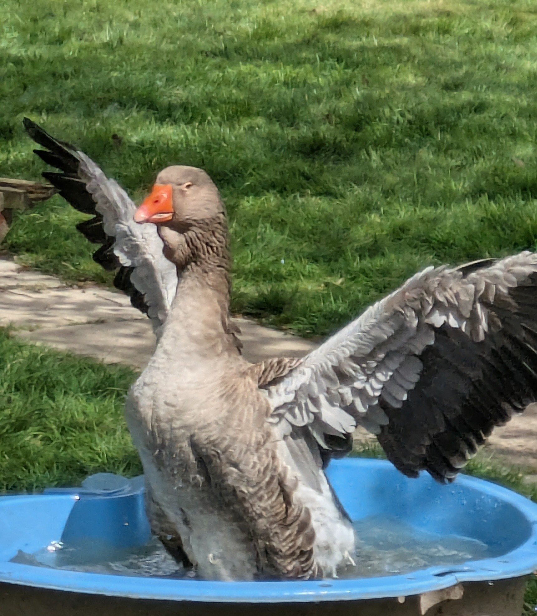 Ma Goose , simply stunning