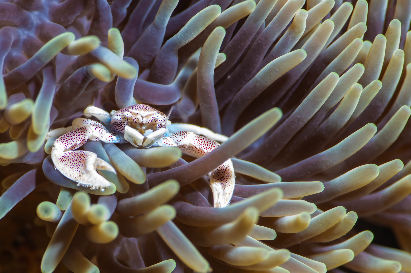 ๐๐ฉ๐จ๐ญ๐ญ๐๐ ๐๐จ๐ซ๐๐๐ฅ๐๐ข๐ง ๐๐ซ๐๐ (๐ง๐๐จ๐ฉ๐๐ญ๐ซ๐จ๐ฅ๐ข๐ฌ๐ญ๐ก๐๐ฌ ๐ฆ๐๐๐ฎ๐ฅ๐๐ญ๐ฎ๐ฌ)
Just love these spectacular crabs - many of the anemones here have Porcelain crabs living within their tentacles, often on the fringes but ever so often we seem them venturing across the anemone - this one a larger adult , just taken a few weeks ago but has since disappeared to be replaced by smaller juveniles.
Always pays to have a good look in any anemone for what mat be living in a symbiotic relationship
๐ธ John Warmington
Message or visit our webpage for more details at:
๐๐๐.๐ฐ๐ฟ๐ถ๐๐๐ฒ๐ฟ๐๐ฝ๐ผ๐๐๐ฒ๐ฟ.๐ฐ๐ผ๐บ
Why not relax and spend a few days away โ dive and stay at Karma Waters Villa
๐๐๐.๐ฐ๐ฟ๐ถ๐๐๐ฒ๐ฟ๐๐ฝ๐ผ๐๐๐ฒ๐ฟ.๐ฐ๐ผ๐บ
#VanuatuMoments #DiveVanuatu #KarmaWatersVanuatu #UnderwaterPhotography #DiveLife