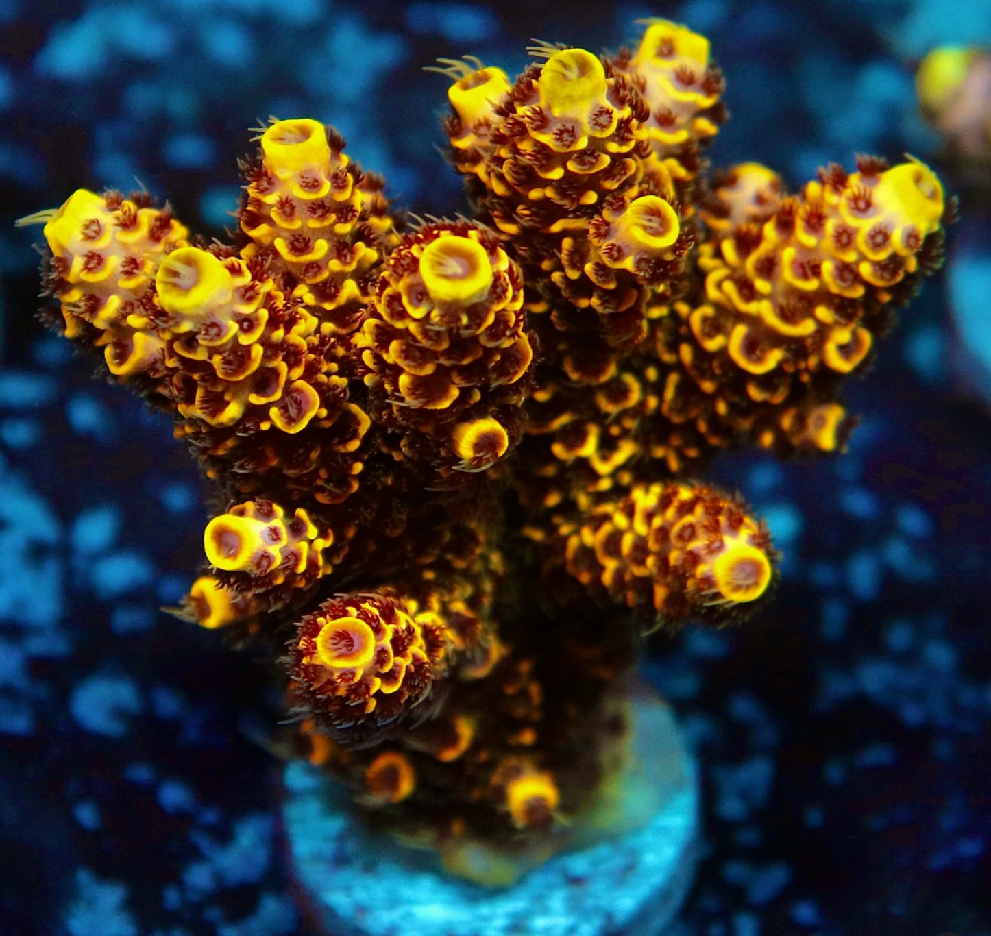 #tropicmarintanks
Amazing coral from @leonardos_reef 💛
Show us your corals!
#tropicmarintanks #tropicmarin #tropic_marin
#eatsleepreef #allmymoneygoestocoral #reefporn #coralporn #reefaholics #aquarium #saltwateraquarium #nanoreef #reeftanks #euroreefers #reef2reef #reefers4reefers #vitaminsea #seafari
@tropicmarinusa @tropic_marin_br @tropic_marinarg @tropicmarinperu @aquarium_planet_cr @scireef @aqua.united.gmbh