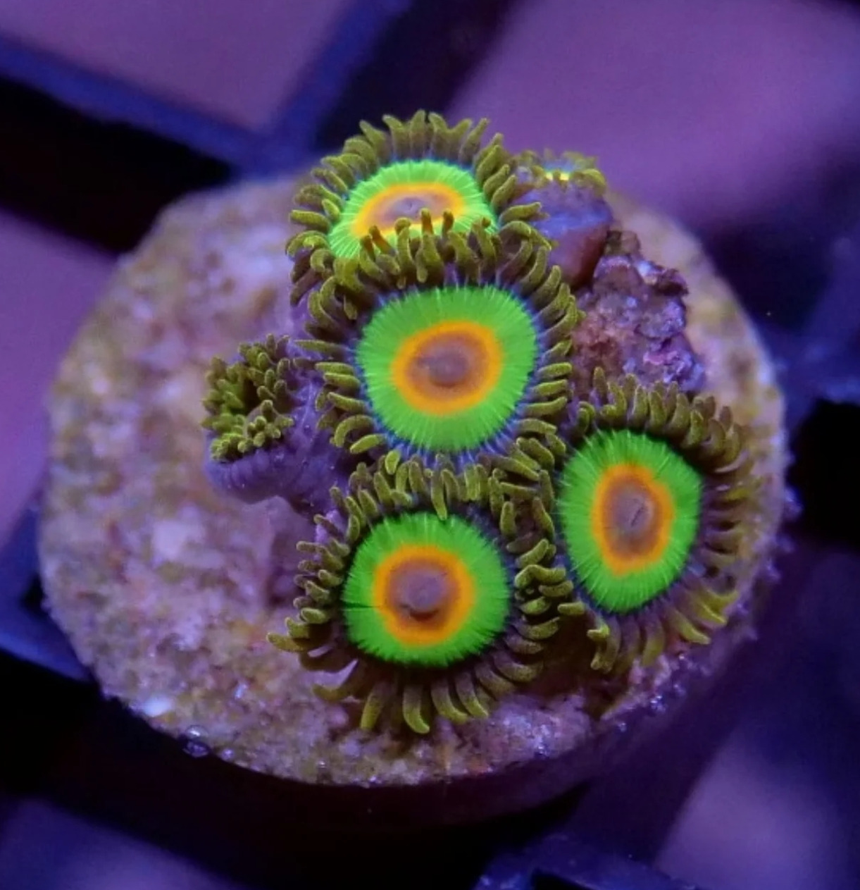 #tropicmarintanks
Beautiful shot from @coralaxy 💜
Do you also have such great corals in your tank? Tag your post with #tropicmarintanks.
#tropicmarintanks #tropicmarin #tropic_marin
#eatsleepreef #allmymoneygoestocoral #reefporn #coralporn #reefaholics #aquarium #saltwateraquarium #nanoreef #reeftanks #euroreefers #reef2reef #reefers4reefers #vitaminsea #seafari
@tropicmarinusa @tropic_marin_br @tropic_marinarg @tropicmarinperu @aquarium_planet_cr @scireef @aqua.united.gmbh