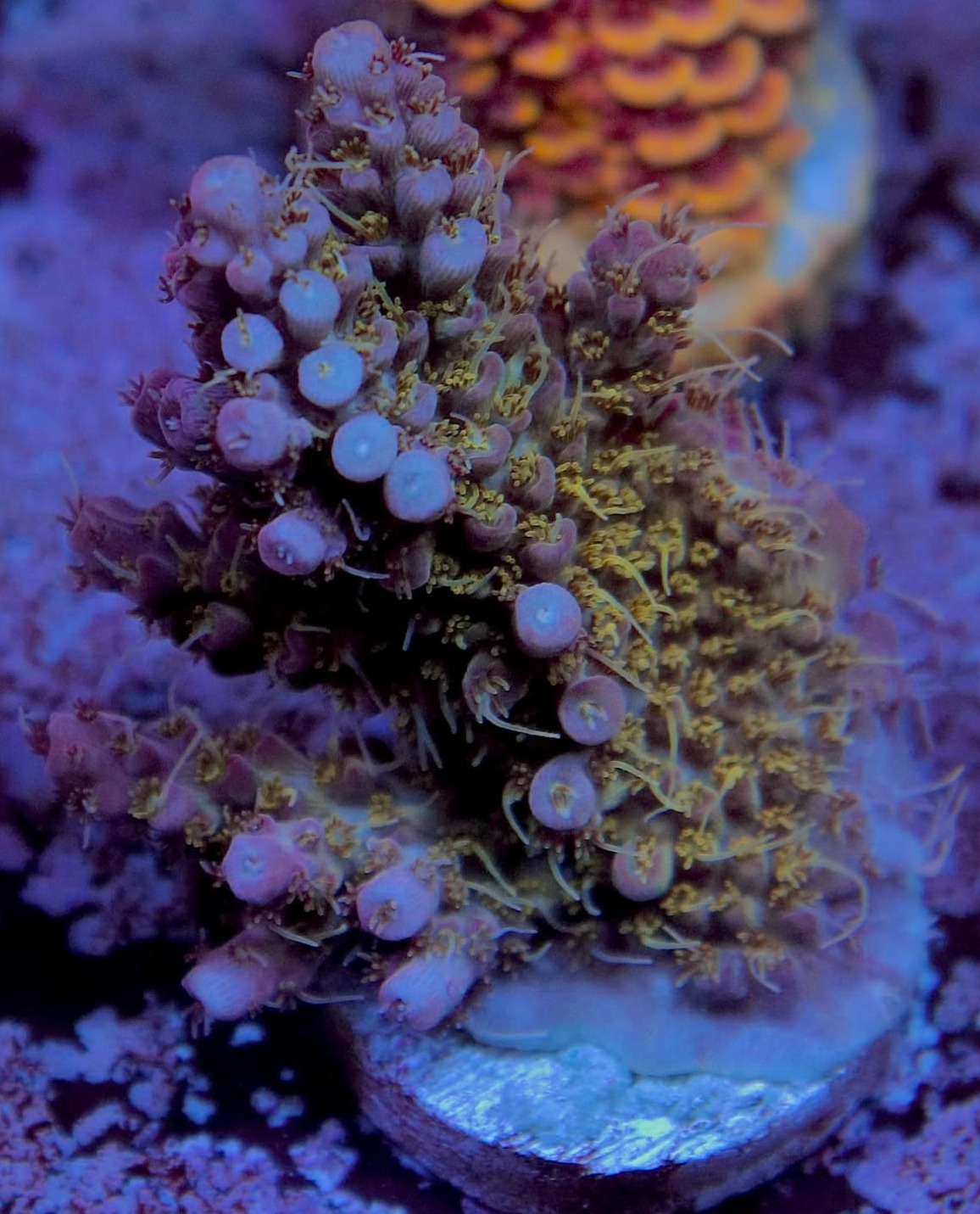 #tropicmarintanks
Very nice shot from @leonardos_reef 💜
Do you also have such great corals in your tank? Tag your post with #tropicmarintanks.
#tropicmarintanks #tropicmarin #tropic_marin
#eatsleepreef #allmymoneygoestocoral #reefporn #coralporn #reefaholics #aquarium #saltwateraquarium #nanoreef #reeftanks #euroreefers #reef2reef #reefers4reefers #vitaminsea #seafari
@tropicmarinusa @tropic_marin_br @tropic_marinarg @tropicmarinperu @aquarium_planet_cr @scireef @aqua.united.gmbh