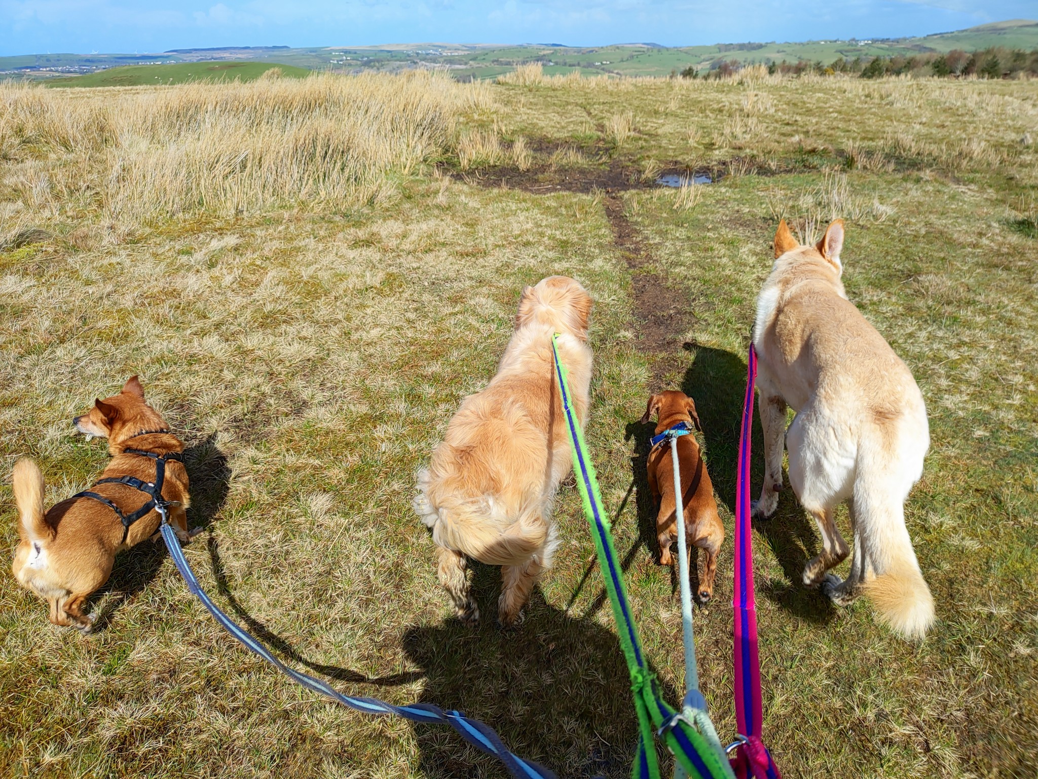 Bruce, Ivy, Stanley and Rico πΆ