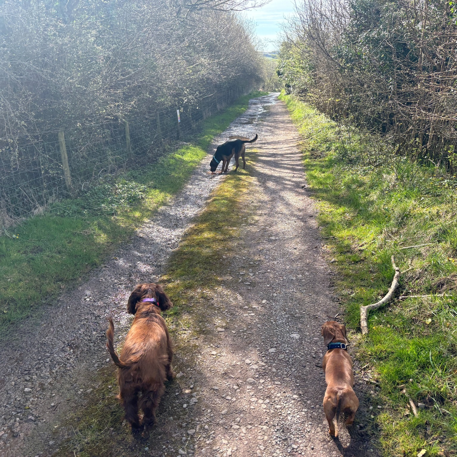 Buddy, Dave, Stanley and Lilo π