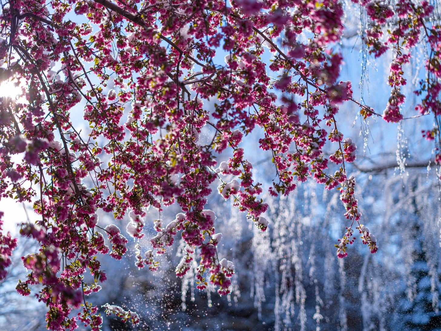 What a wild spring storm - made especially stunning by all the blossoms in town. Definitely not something we see every day out west!
#ThatsWY #VisitSheridan