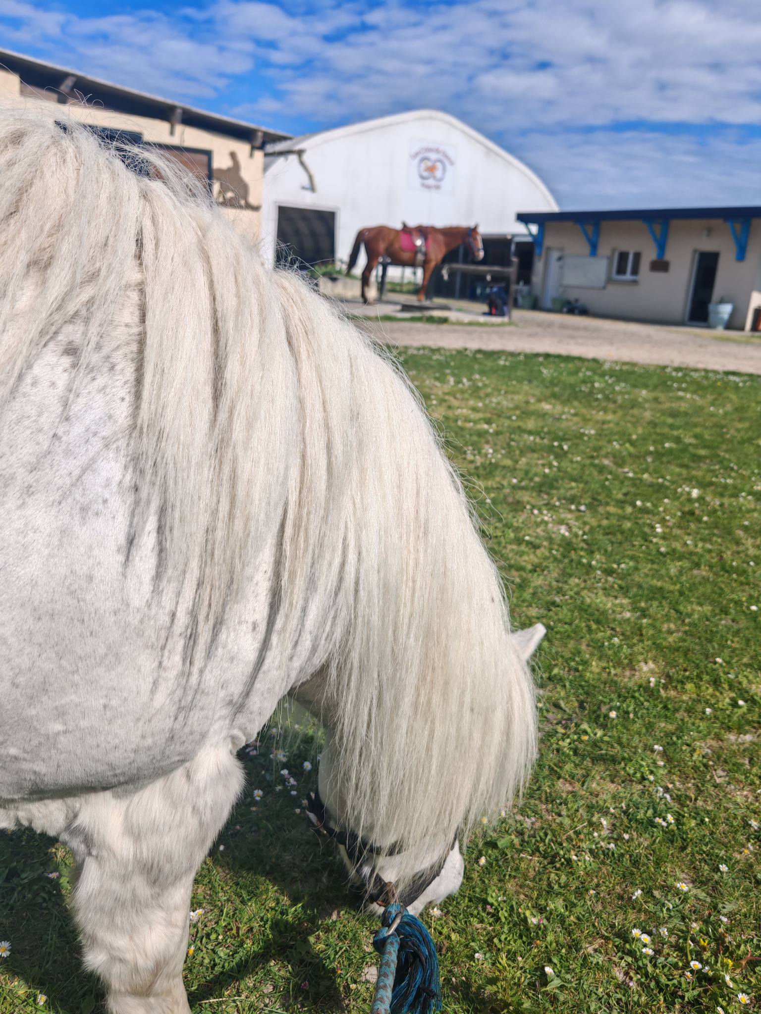Comme une bel air de Printemps à LES CRINS DE DERCE poney club
Des cours tous les jours.. des stages qui se remplissent...
Des passages de Galops.....
Du soleil ☀️
Des carottes 🥕
Des poneys heureux...
La plus belle des saisons 🌸🌸