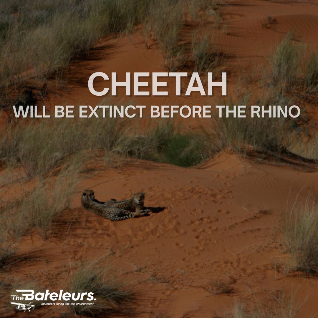 Most people know rhinos are in trouble. Very few know cheetahs are closer to disappearing.
Fewer than 7,000 remain in the wild. Habitat loss, human conflict, and the illegal pet trade are shrinking their range every year.
From the ground, tracking cheetahs is slow and limited. From the air, the picture changes.
The Bateleurs work with the Endangered Wildlife Trust to locate, monitor, and relocate cheetahs across vast, inaccessible landscapes. One flight can cover what ground teams cannot reach in days.
Faster response. Larger survey areas. Decisions based on real data.
Every mission is flown by volunteer pilots who cover their own aircraft and time. You fund the fuel.
R1 becomes R4 in conservation value.
This is what it takes to keep cheetahs from disappearing.
Donate at bateleurs.org
Section 18A tax certificates issued.