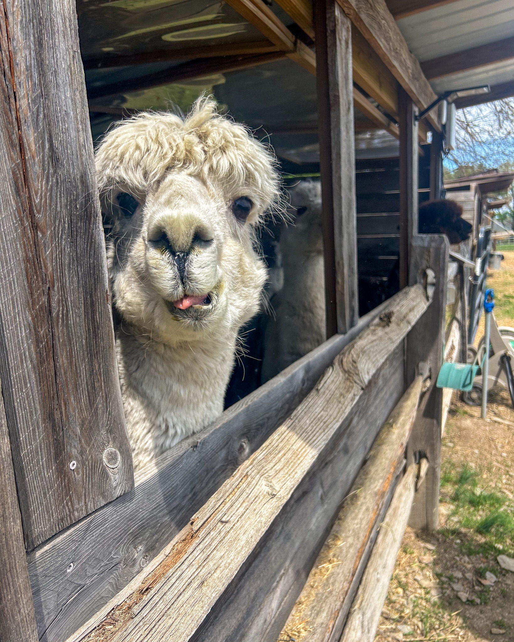 This week, students taking the Nursing Career Preparation course visited Shear Heaven Alpaca Farm. They learned about the gestational period of alpacas, zoonotic and pathological diseases, herd health, and much more. Afterward, everyone was given the opportunity to feed the animals, which was a big hit! #YorkTechProud
View all 26 photos of this field trip at ycst.info/mp26 or by clicking on the link in our bio.