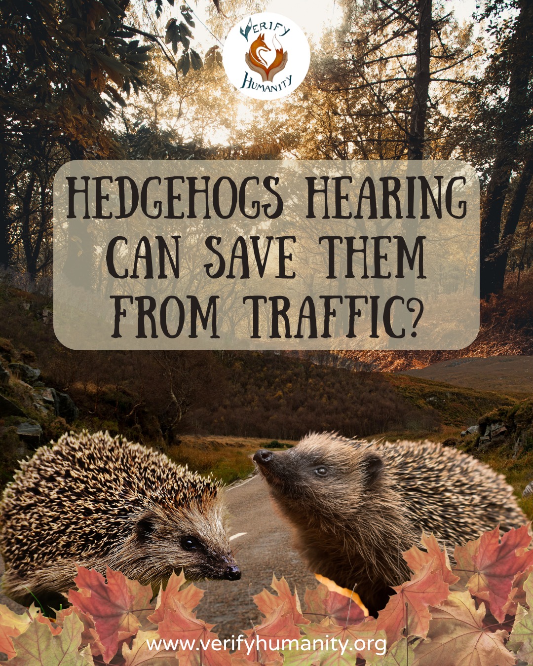 Exciting new findings! 🦔
New research shows that European hedgehogs can hear ultrasound frequencies far beyond what humans can detect. This opens up a really exciting possibility: vehicles could one day emit high-frequency warning sounds that only hedgehogs hear, encouraging them to stay away from roads before a collision happens.
With road traffic being a major cause of hedgehog decline, this kind of sensory-based solution could completely change how we approach conservation. Instead of forcing animals to adapt to us, we design technology that works with how they experience the world.
It’s a small idea with huge potential. This could be expanded beyond vehicles to keep hedgehogs safe especially in urban environments. This amazing research is working toward a future where everyday technology quietly protects wildlife.
#hedgehogs #wildlifeconservation #biodiversity #conservationtech #urbanwildlife #futuretech #animalbehaviour #sustainability