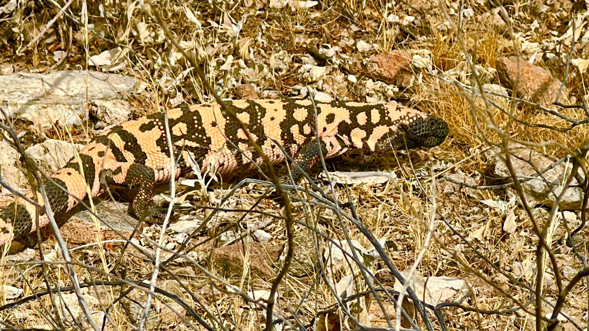 Quick hike at Lost Dog trail. First time I’ve ever seen a Gila Monster while hiking. Bit windy.