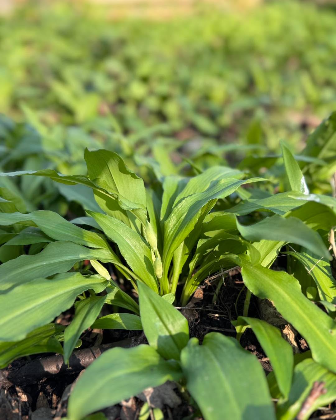Ramslöksknopparna är redan på gång och ljuvligt doftande krikonblommor, nu har det gått fort de sista dagarna på Falkängen!