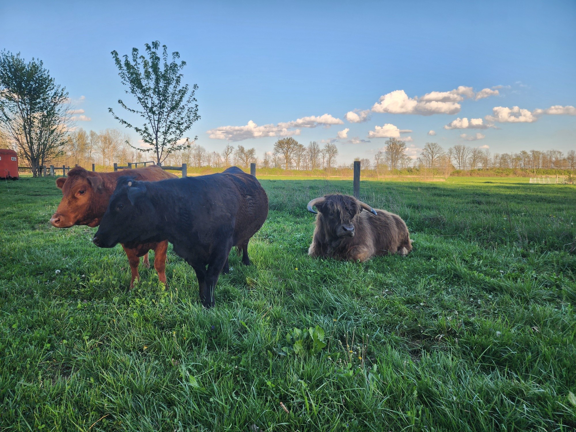 🌱 Spring is fully arriving on the farm
Longer days, greener pastures, and a fresh season ahead.
Spring is when the farm really starts to wake up — more sunshine, more time on pasture, and the start of another growing season.
We’re glad you’re here to share it with us. 🌾
#TheShireFarm #eatlocal #knowwhereyourfoodcomesfrom #knowyourfarmer