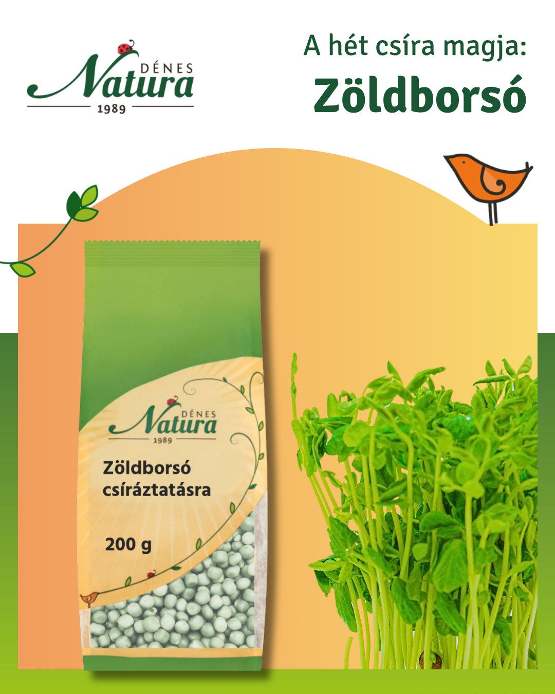 🌱 Zöldborsó csíráztatásra – friss, zsenge íz minden napra! 🌱
Próbáltad már a zöldborsócsírát? Ez az apró mag pár nap alatt élettel teli, roppanós finomsággá alakul a konyhádban!
🌿 Milyen lesz kicsírázva?
A zöldborsócsíra vastagabb, világos szárú, élénkzöld levelekkel és hajtásokkal. Friss, lédús és kellemesen roppanós, igazi üde látvány a tányéron.
🌱 Ízélmény
Lágy, enyhén édeskés, friss zöldborsóra emlékeztető ízvilág jellemzi. Nem csípős, így azok is könnyen megszeretik, akik a visszafogottabb ízeket kedvelik.
🌈 Miért különleges?
A zöldborsócsíra természetes formában hordozza a hüvelyesek minden értékét, friss hajtásként pedig még könnyebben beilleszthető a mindennapi étrendbe.
🥗 Milyen ételekhez illik?
– szendvicsekhez, pirítósokra
– salátákhoz
– köretek mellé friss kiegészítőként
– wrapekbe, szendvicskrémekhez
– levesek tetejére
– smoothie-khoz zöld feltöltésként
⏱️ Csíráztatás ideje
A zöldborsó kicsit lassabban csírázik: általában 5–7 nap alatt éri el a fogyasztható állapotot.
💡 Praktikus tippek:
– Csíráztatás előtt áztasd be 8–12 órára
– Naponta 2x öblítsd át tiszta vízzel
– Ne hagyd vízben állni, csak nedvesen tartsd
– Világos, de nem tűző napos helyen csíráztasd
– 🌟 A Dénes-Natura webshopban elérhető csíráztató üvegedénnyel a csíráztatás egyszerű és higiénikus!
✨ Miért érdemes fogyasztani?
A csírák igazi tápanyagforrások: friss, élő formában támogatják a változatos és tudatos táplálkozást.
🛒 Szerezd be most:
Zöldborsó csíráztatásra 200 g - https://shop.denes-natura.hu/zoldborso
További, csíráztatásra való kínálatunk: https://shop.denes-natura.hu/csiraztatashoz
👉 Több mint 20 féle csíráztatni való mag közül válogathatsz!
Tedd zöldebbé és frissebbé az ételeidet természetesen! 🌱
#denesnatura #csíráztatás #zöldborsó