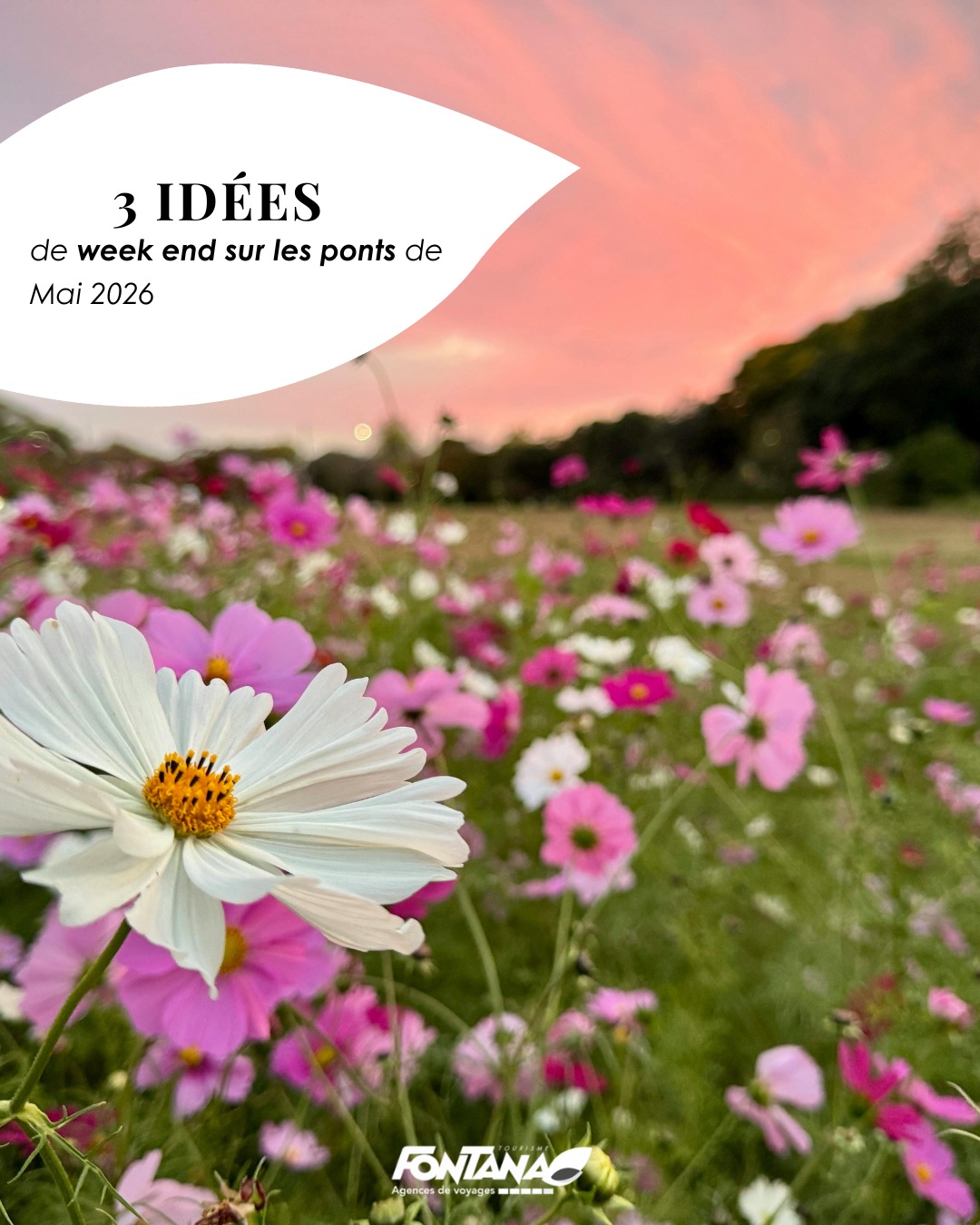 🌍 3 idées de week-ends en Europe pour profiter des ponts de mai
Les ponts de mai arrivent… et avec eux l’envie de s’évader quelques jours ✨
Bonne nouvelle : pas besoin de partir loin pour vivre un vrai dépaysement !
Entre city break ensoleillé, escapade culturelle et parenthèse gourmande, l’Europe regorge de destinations parfaites pour un week-end prolongé.
C’est d’ailleurs le moment idéal pour voyager : météo agréable, moins de foule et ambiance printanière 🌸
👉 Dans notre dernier article, découvrez 3 idées de week-ends faciles à organiser pour profiter pleinement des ponts de mai.
🔗 À lire sur notre site: lien en bio.
📍 Depuis la région lyonnaise, nos conseillers vous accompagnent pour transformer ces idées en véritables projets sur mesure.
💬 Alors, vous partez où pour les ponts de mai ?
#FontanaTourisme #WeekEndEurope #PontsDeMai #VoyageSurMesure
#Lyon #RegionLyonnaise #IdeesVoyage #CityBreak #Printemps2026