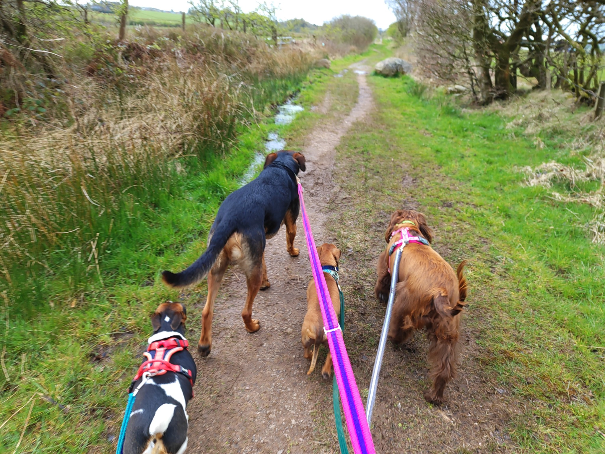 Lilo, Stanley, Dave and Buddy π€©