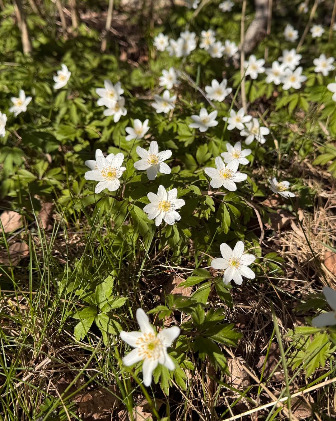 Underbart med vårblommor direkt inpå knuten. ❤️