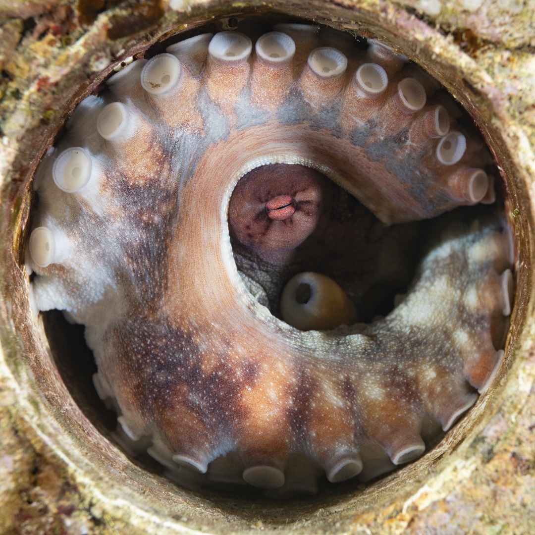 ๐๐๐๐๐๐๐๐ ๐๐๐ ๐๐๐๐๐๐๐ ๐๐๐๐ ๐๐
๐
!
Bring on the weekend --- for us it always means more time in the water getting to interact with amazing critters like this Day Octopus (Octopus cyanea) Having this on our doorstep makes every weekend fun, even if it is a tad rainy, cloudy and dare we say cool outside!
Have a great weekend
Cheers
John and Sandy
๐ธ John Warmington
Message or visit our webpage for more details at:
๐๐๐.๐ฐ๐ฟ๐ถ๐๐๐ฒ๐ฟ๐๐ฝ๐ผ๐๐๐ฒ๐ฟ.๐ฐ๐ผ๐บ
Why not relax and spend a few days away โ dive and stay at Karma Waters Villa
๐๐๐.๐ฐ๐ฟ๐ถ๐๐๐ฒ๐ฟ๐๐ฝ๐ผ๐๐๐ฒ๐ฟ.๐ฐ๐ผ๐บ
#VanuatuMoments #DiveVanuatu #KarmaWatersVanuatu #UnderwaterPhotography #DiveLife