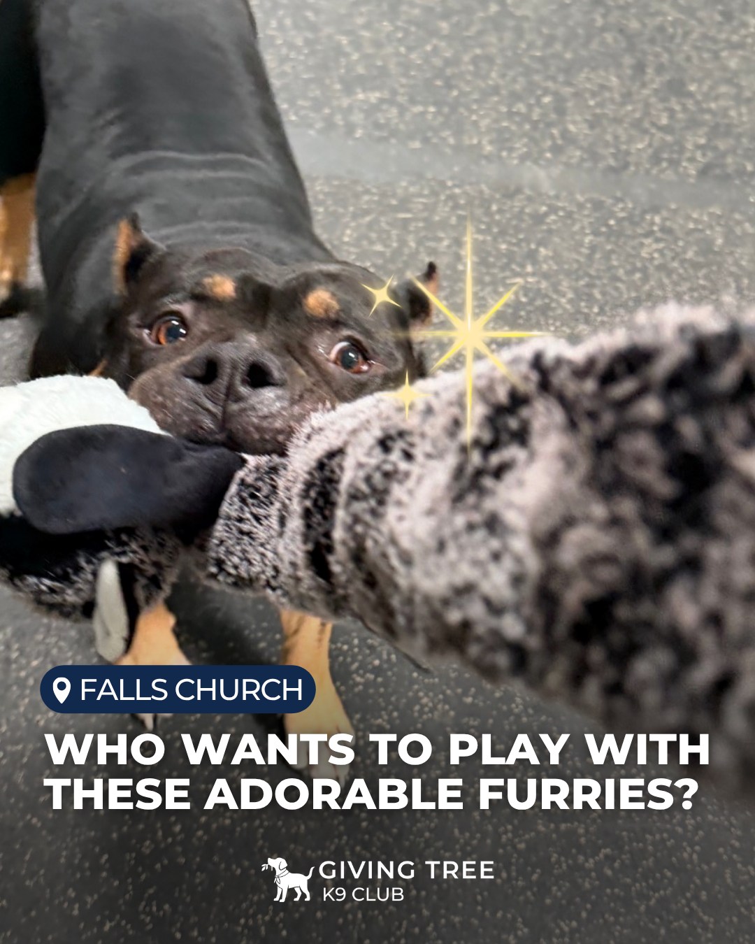 At K9 Club, our furry friends are having the time of their lives!🐾
They’re bringing the wildest energy all day long💨
👉 Swipe to feel their unstoppable vibe!
#GivingTree #Virginia
#givingtreeK9club #fallschurch
#K9Club #DogBoarding #energeticfurries
