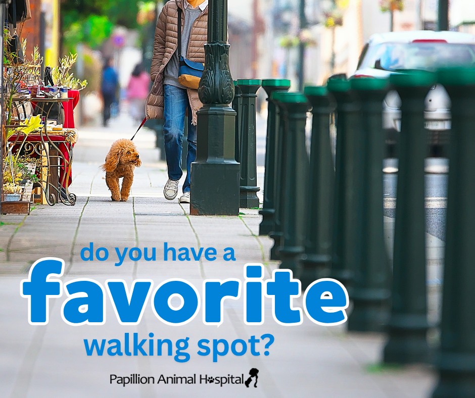 Spring adventures are better with pets!
Do you have a favorite local walking spot? Share with others in the comments.
And remember to keep pets on a leash and bring water on longer outings.