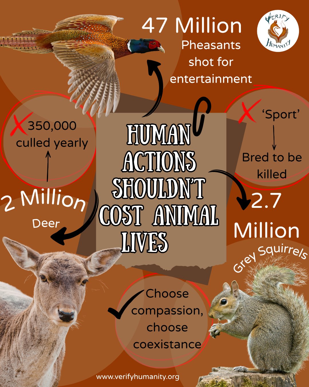 There is a clear contradiction in how we treat non-native animals in the UK. 🤷♀️
Species labelled ‘non-native’ are often framed as ecological threats and controlled through culling, often because their populations are seen as a problem. Yet, their numbers are small compared to humans (69.8 million in the UK), and we would never apply the same logic to ourselves.
At the same time:
🐦 47 million pheasants are released every year just to be shot for entertainment
🐿️ 2.7 million grey squirrels are targeted for control and culling
🦌 2 million deer live in the UK, with 350,000 culled annually
Animals are often ‘managed’ through culling and lethal control, which is concerning given that non-lethal alternatives exist. A key issue is the narrative surrounding non-native species, which has been reinforced in society. This is reflected in the government’s grey squirrel policy statement (February 2026), where they describe in terms such as ‘management’, ‘threat’ and ‘invasive’.
We wouldn’t start culling our own population, so why do we do it to other species?
#conservation #biodiversity #animalwelfare #ukwildlife #speciesism
Sources
A case for non-lethal deer management in the UK (2026) by Francesca Cenci, Emma Doherty, Kate Fox, Elisa Gottardi, Alexis Strang, Luke Swindell and Sally Westworth.
https://www.verifyhumanity.org/non-lethal-deer-management
Aebischer N. J. (2019) European Journal of Wildlife Research, Fifty-year trends in UK hunting bags of birds and mammals, and calibrated estimation of national bag size, using GWCT's National Gamebag Census.
Gov UK, Grey Squirrel Policy Statement: Managing the impact of grey squirrels (2026)