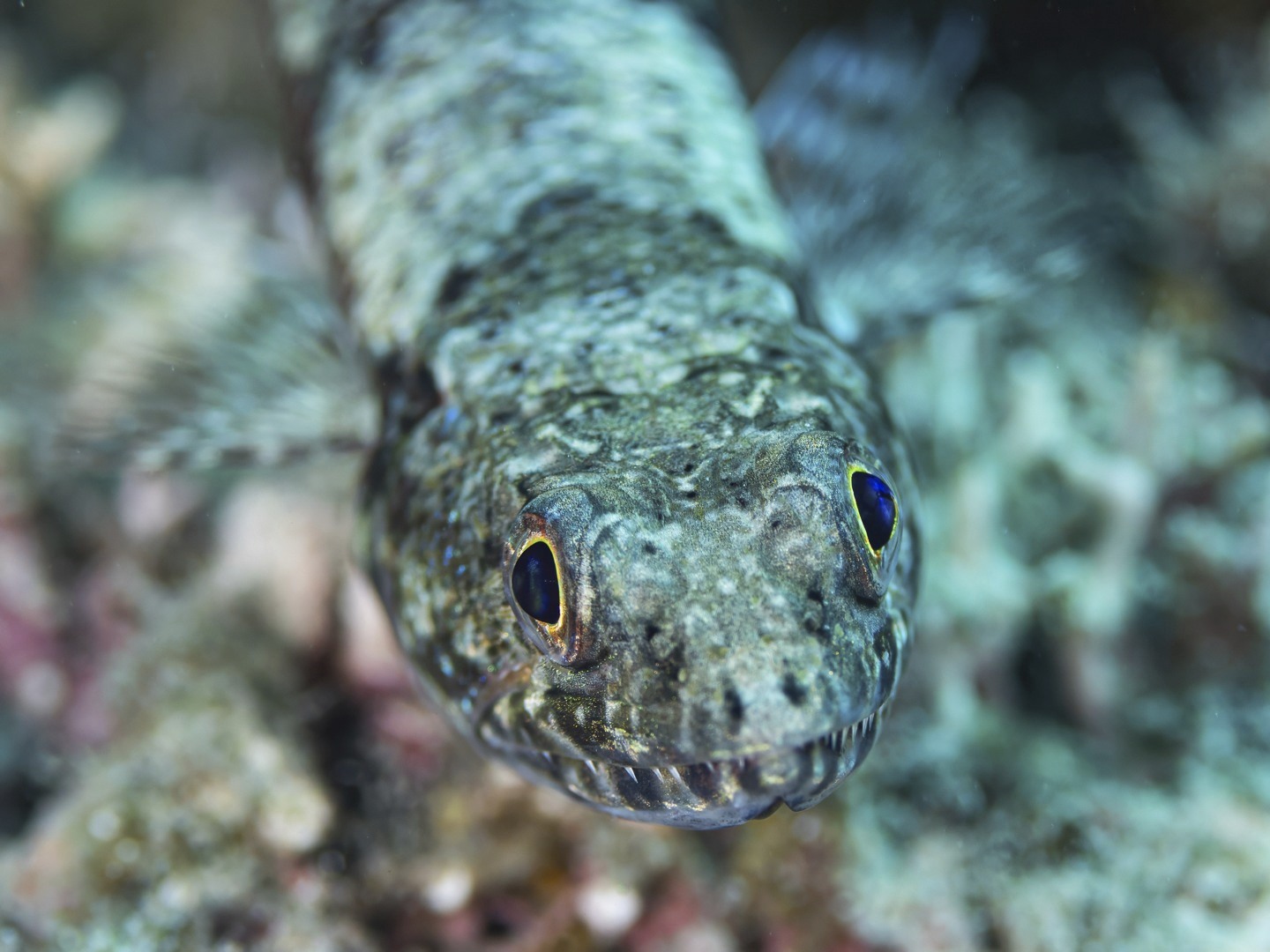 ๐๐ก๐ ๐๐๐๐โ๐ฌ ๐๐๐ซ๐๐๐๐ญ ๐๐ฆ๐๐ฎ๐ฌ๐ก ๐๐ฎ๐ง๐ญ๐๐ซ
At first glance, a lizardfish looks almost ordinary โ lying motionless on the reef, blending perfectly with sand, coral and rubble.
But look a little closerโฆ
Those piercing eyes track every movement, rows of needle-sharp teeth line a surprisingly powerful mouth.
And in a flash this quiet predator launches forward to capture an unsuspecting fish or shrimp.
Lizardfish are classic ambush hunters. They rely on camouflage, patience and explosive speed rather than chasing prey. Most of the time they simply lie still on the reef, watching and waiting.
For underwater photographers they are great subjects. If approached slowly and calmly they often hold their ground, allowing us to capture their extraordinary eyes, camouflage and those unmistakable teeth.
These photographs were taken on our local reefs here in beautiful Havannah Harbour โ proof that some of the most fascinating predators on the reef are also among the most overlooked.
๐ธ John Warmington
๐๐๐๐ง ๐ญ๐จ ๐๐ข๐ฏ๐ ๐๐ง๐ ๐๐ข๐ง๐ ๐ง๐๐ฐ ๐๐ซ๐ข๐ญ๐ญ๐๐ซ๐ฌ?
Message or visit our webpage for more details at:
๐๐๐.๐ฐ๐ฟ๐ถ๐๐๐ฒ๐ฟ๐๐ฝ๐ผ๐๐๐ฒ๐ฟ.๐ฐ๐ผ๐บ
Why not relax and spend a few days away โ dive and stay at Karma Waters Villa
๐ต๐๐๐ฝ๐://๐ฎ๐ถ๐ฟ๐ฏ๐ป๐ฏ.๐ฐ๐ผ๐บ/๐ต/๐ธ๐ฎ๐ฟ๐บ๐ฎ๐๐ฎ๐๐ฒ๐ฟ๐
#VanuatuMoments #DiveVanuatu #KarmaWatersVanuatu #reefcritters #underwaterphotography