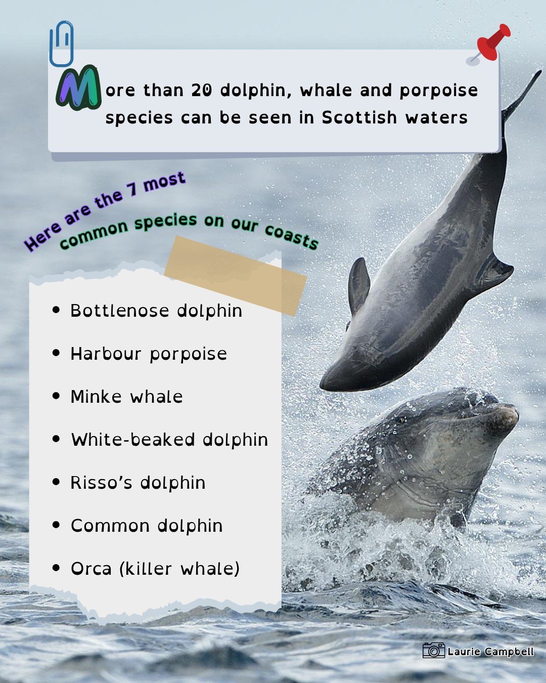 ✨ Happy National Mammal Week! ✨
🦫🦡🦊🐭
Here is a little post to celebrate the wonderful diversity of mammals we have in Scotland. From the Pygmy Shrew to the Humpback Whale, from the land dwellers to the marine wanderers, there is much to celebrate! 🦇🐋🦦
✨ Who is your favourite mammal and why? ✨
📸Laurie Campbell
#Mammals #MammalConservation #UKMammals #EnvironmentalEducation #AnimalTracking #CitizenScience #BritishMammals #WildlifePhotography #mammalsociety #mammalsocietyuk #mammalmapper #mammalmapperapp