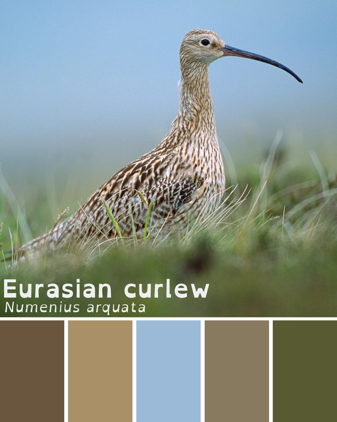 Happy #WorldCurlewDay everyone!
Curlews are the largest wading bird in Britain and one of our most iconic, with their incredible downcurved bill and evocative bubbling call. They spend their winters by the coast but breed inland, travelling miles in the spring to find the rough grasslands, moors and bogs that they need to raise their chicks.
Did you know? The curlew's scientific name, Numenius, means 'new moon' in Greek, because the shape of its bill is curved like the crescent moon 🌜
📸 Laurie Campbell
#Curlew #CurlewAction #CurlewConservation #BritishBirds #UKBirds #Birding #CathyTheCurlew #ScottishHighlands #VisitScotland #Nature #LoveNature #UKWildlife #NaturedaysAtAigas #AigasFieldCentre #BirdPhotography #Highlands #BirdStagram