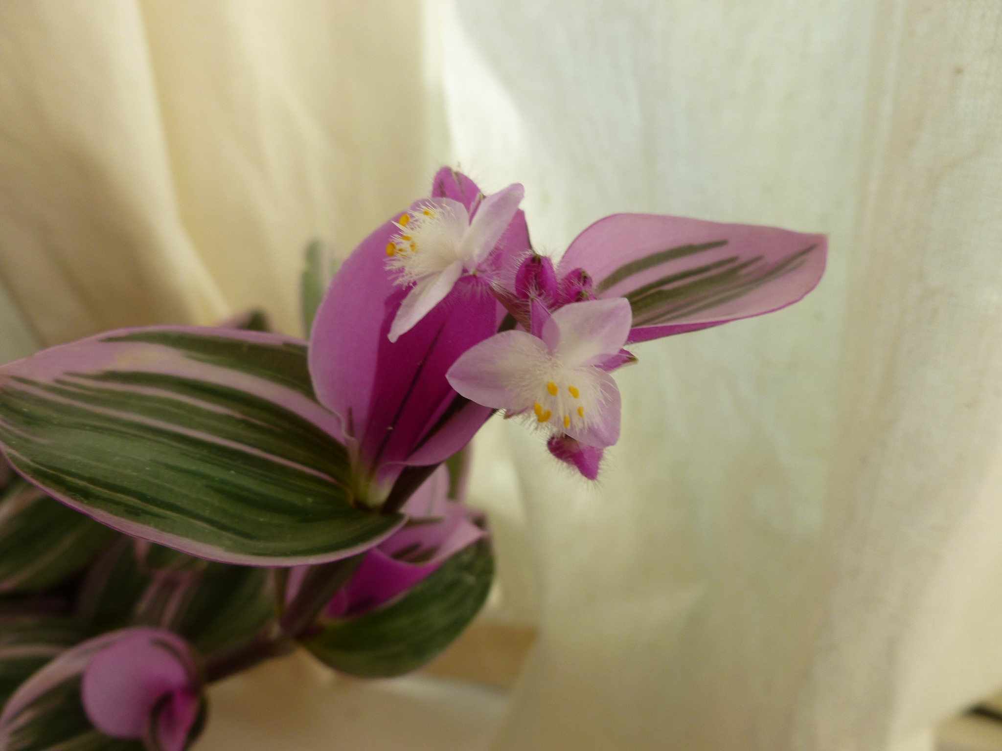 In decades of growing tradescantias I never saw one flower until this week. My houseplant book tells me that the flowers are 'insignificant'. They are tiny, yes, but so pretty.
#tradescantia #houseplant #zebrina #floweringhouseplant