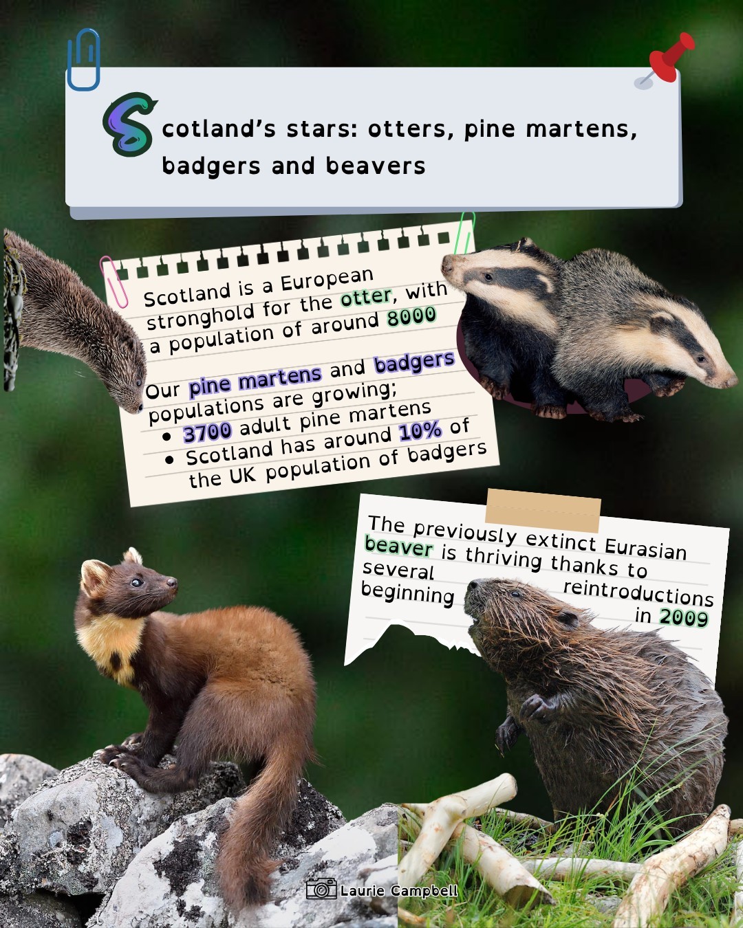 In the final day of National Mammal Week we thought we would celebrate some quintessential Scottish stars ✨
After years of population decline, we are happy to see a increase in numbers of otters, pine martens, badgers and beavers! 🦡🦦🦫
Which of our featured mammals from this week has been your favourite?
📸 Laurie Campbell
#Mammals #MammalConservation #UKMammals #EnvironmentalEducation #AnimalTracking #CitizenScience #BritishMammals #WildlifePhotography #MammalSociety #MammalSocietyUK #MammalMapper #MammalMapperApp
