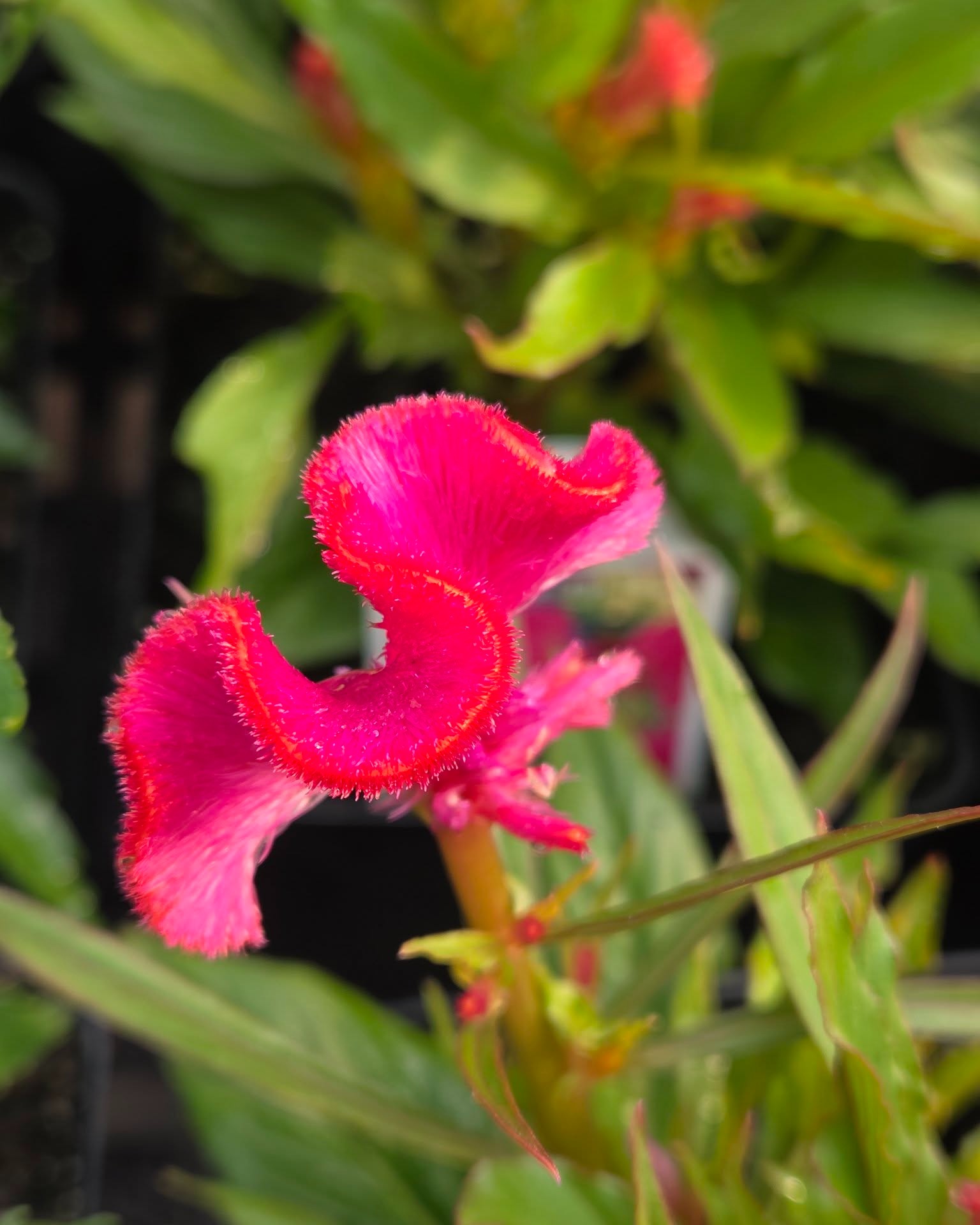 Just a few more days! Creekside Greenhouses opens on Thursday, April 23rd at 9 am for the season. Enjoy some blooms until then!!
#creeksidegreenhousesmn #creeksidegreenhouses #creekside #flowers #lotsofblooms #flowerpower #annuals #funcolors #creeksidegreenhousemn #greenhouse #openingsoon #lotsofcolor