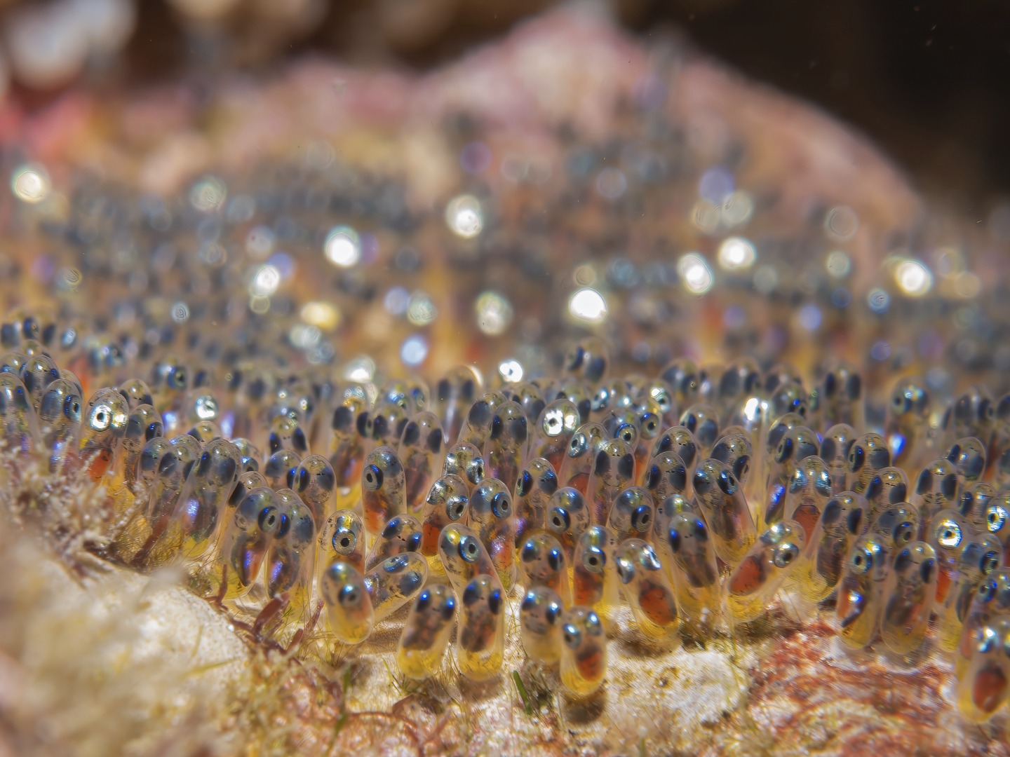 ๐๐๐๐๐๐๐-๐๐๐๐๐๐๐
The future is growing and these little stars are ready to make their own way in life! Always great to observe the laying and growth of anemone fish eggs โ have not quite times it right to catch them hatching yet โ but we will!!
These are the developing eggs of Clarkeโs Anemone Fish (Amphiprion clarkii) โ the lifecycle from laying of the eggs to hatching can be as short as a week and we see changes every day after the eggs are laid.
Cheers
John and Sandy
Photos by: John Warmington
๐๐๐.๐ฐ๐ฟ๐ถ๐๐๐ฒ๐ฟ๐๐ฝ๐ผ๐๐๐ฒ๐ฟ.๐ฐ๐ผ๐บ
Dive and stay:
๐ต๐๐๐ฝ๐://๐ฎ๐ถ๐ฟ๐ฏ๐ป๐ฏ.๐ฐ๐ผ๐บ/๐ต/๐ธ๐ฎ๐ฟ๐บ๐ฎ๐๐ฎ๐๐ฒ๐ฟ๐
#UnderwaterPhotography #VanuatuMoments #DiveVanuatu #KarmaWatersVanuatu #anemonefish