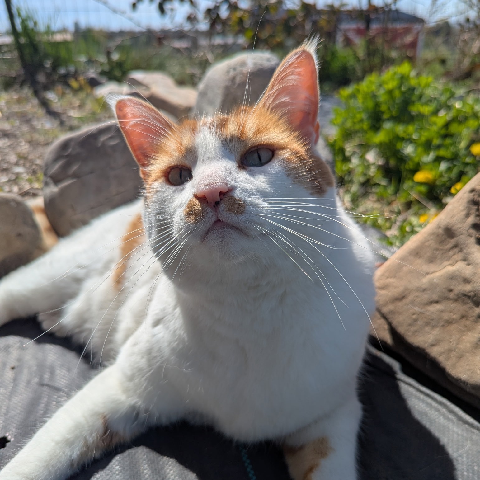 We have a very special Pet of the Month for May! Meet Oliver, Kaeti's handsome cat. We wanted to give him a special spotlight this month to honor Kaeti’s birthday on May 5th 🎂
A huge congratulations to Ollie for being our star, and a very Happy Birthday to Kaeti! We hope your day is as wonderful as your feline friend 😻
Go read our blog post about this extraordinary guy: https://www.allaroundadventures406.com/post/may-pet-of-the-month-oliver
.
.
.
#montana #missoula #canine #dogwalker #montanagram #missouladogs #missoulapets #missoulacats #dogsofmissoula #catsofmissoula #dogsofinstagram #dogsofinsta #dogsofinstaworld #catsofinstagram #catsofinsta #puppies #optoutside #allaroundadventures #newadventure #chickens #fish #reptiles #horses #petofthemonth