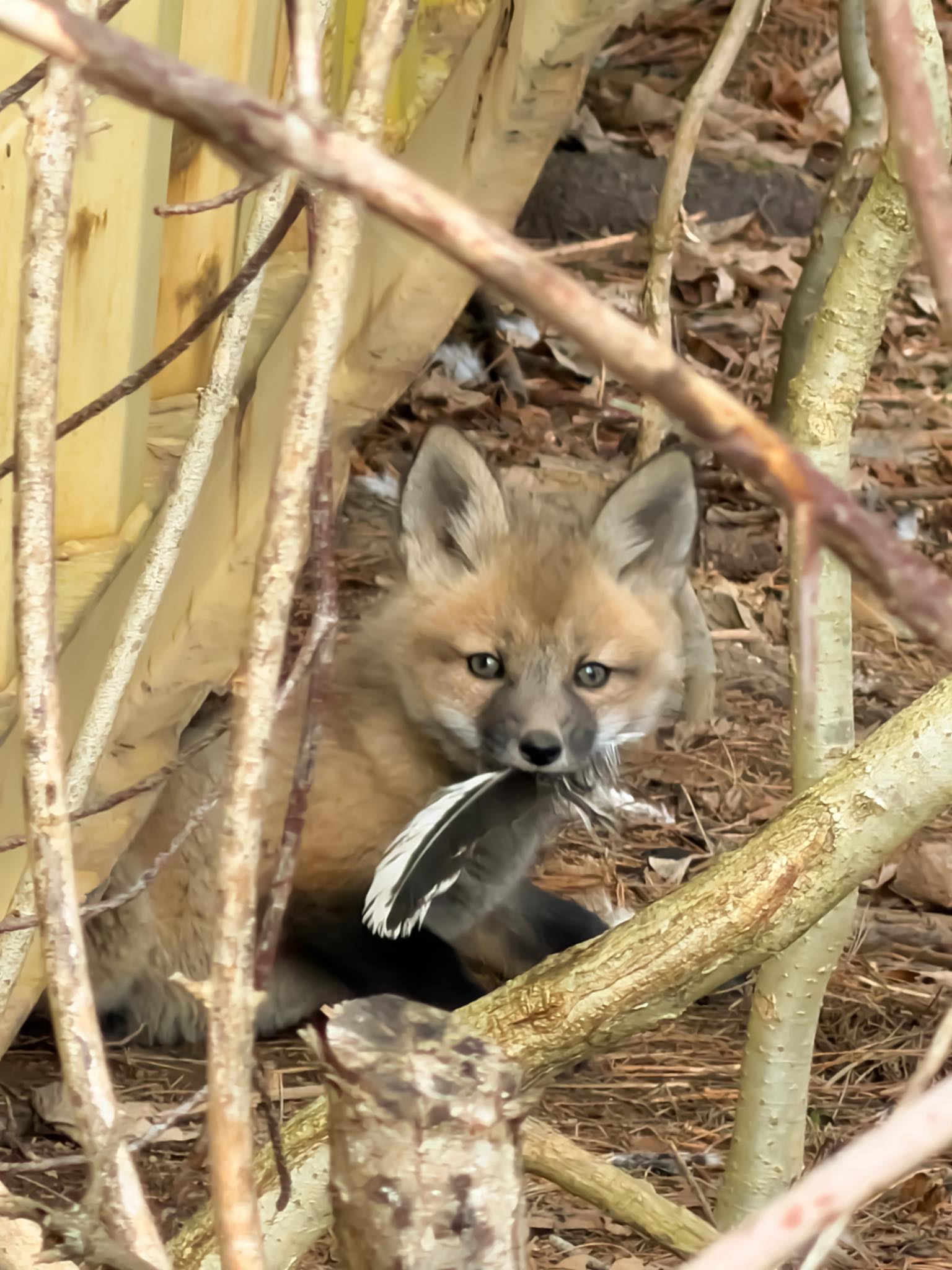 Happy Earth Day 🌎 From “Curious George” 🦊
The kits are starting to pull red coloring. So from what I have been reading, I expect they will be gone in a couple of weeks.
#earthday #springtime #fox #mainewildlife #iphonephotography