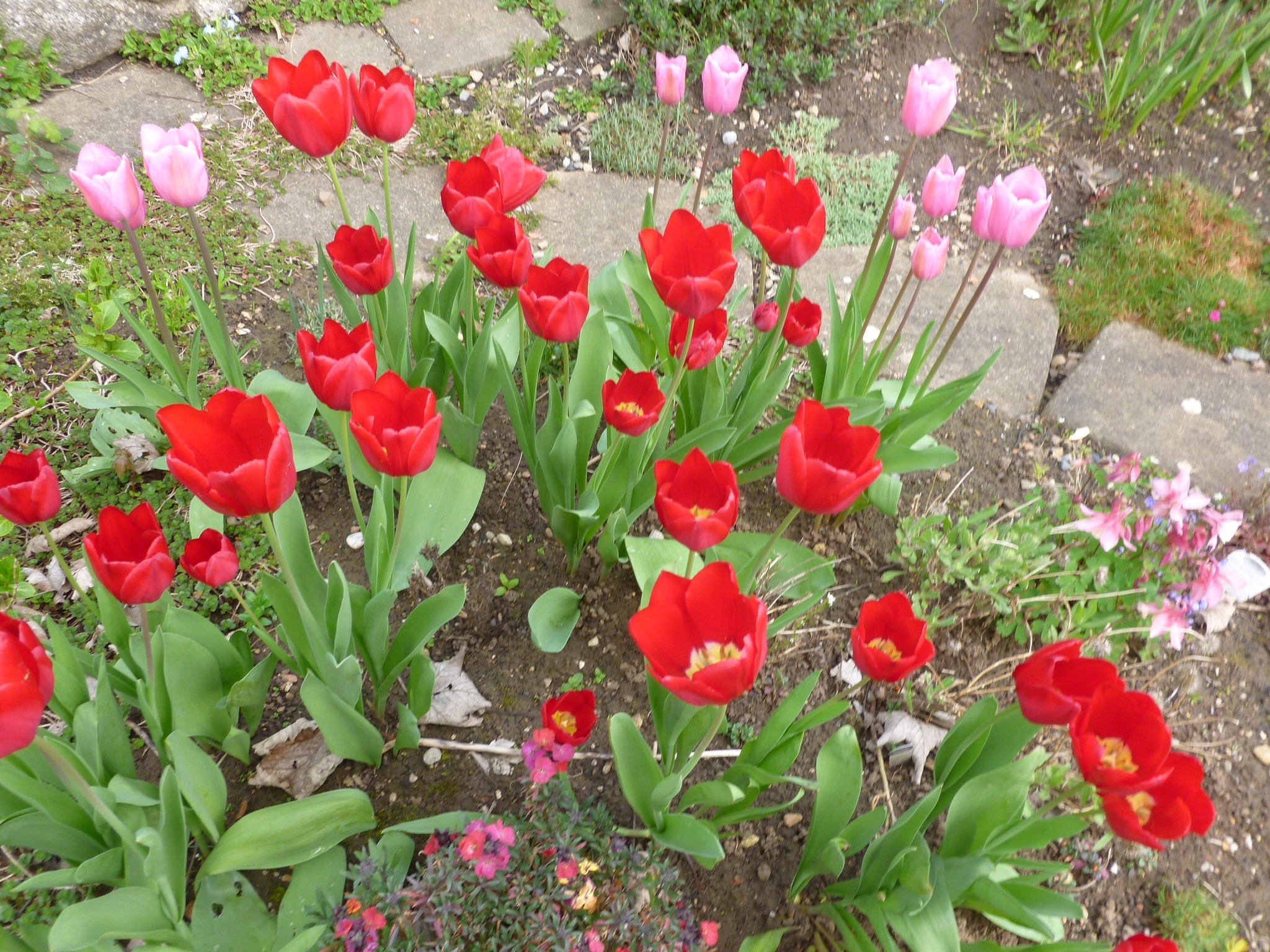 #tulips #garden #gardening