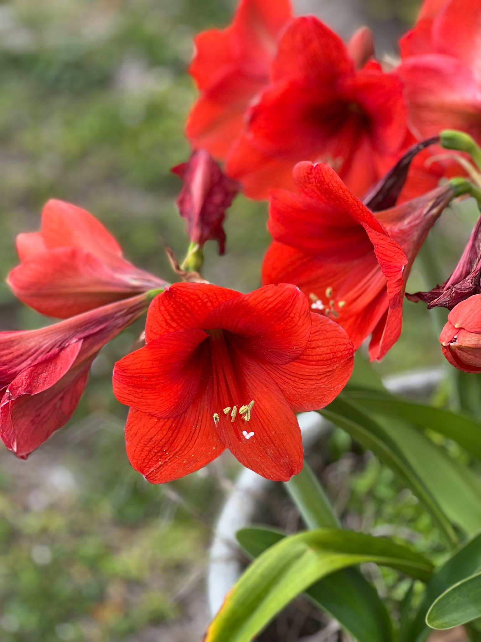 🌍 Earth Day feels a little extra special today.
Every year, right around this time, my mom’s amaryllis planters come into full bloom… almost like clockwork, they start budding right around the anniversary of her passing (March 20). ❤️
I can’t help but feel like it’s her way of saying hello — a quiet, beautiful reminder that life keeps growing, love never leaves, and somehow she’s still right here with me.
On a day that celebrates the earth and all its beauty, I’m especially grateful for these blooms… for the roots she planted, and for the way she still shows up in the little things. 🌱 🌺
Happy Earth Day. Hug your people, and don’t miss the beauty around you — it might mean more than you think.