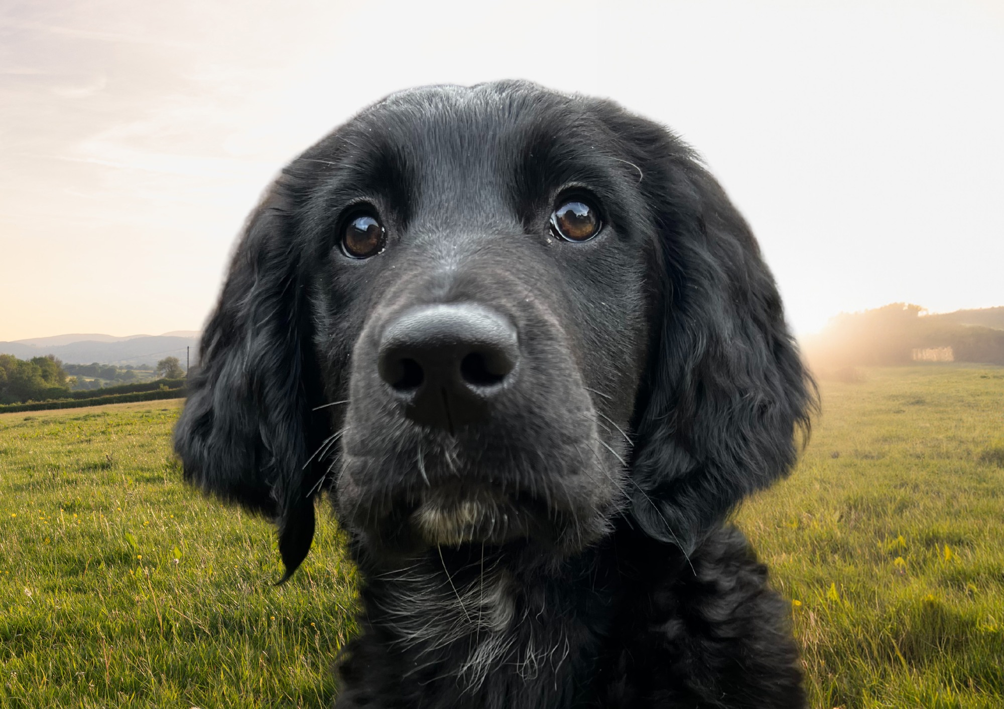 There’s a special kind of joy in exploring Powys with your four-legged companion by your side.
Across open hills, woodland paths, and riverside trails, every step becomes a shared adventure.
But this landscape is a living one — home to wildlife, working farms, and the quiet rhythms of nature.
Keep dogs close, respect the land, and follow the Countryside Code, so its beauty and balance remain for everyone who lives in and wanders through it.
Mae yna lawenydd arbennig wrth archwilio Powys gyda’ch cydymaith pedair coes wrth eich ochr.
Dros fryniau agored, llwybrau coetir a glannau afonydd, mae pob cam yn dod yn antur ar y cyd.
Ond mae’r dirwedd hon yn fyw — yn gartref i fywyd gwyllt, ffermydd gweithredol, a rhythmau tawel natur.
Cadwch gŵn yn agos, parchwch y tir, a dilynwch God Cefn Gwlad, fel bod ei harddwch a’i gydbwysedd yn aros i bawb sy’n byw yma ac sy’n crwydro drwyddo.