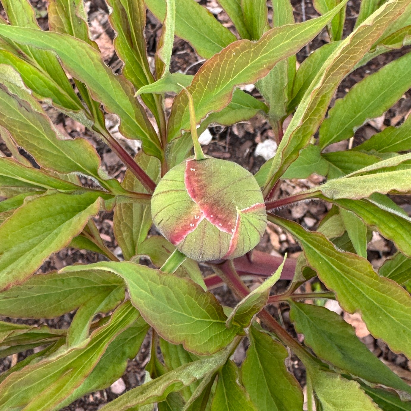 Underbar tid att gå och kika i rabatterna och se vad som händer. Fick syn på denna knoppen, en pion som helt glömts bort sedan den planterades då det bara varit lite bladverk de sista 2 åren. Så spännande, kommer inte ens ihåg vad det var för färg!