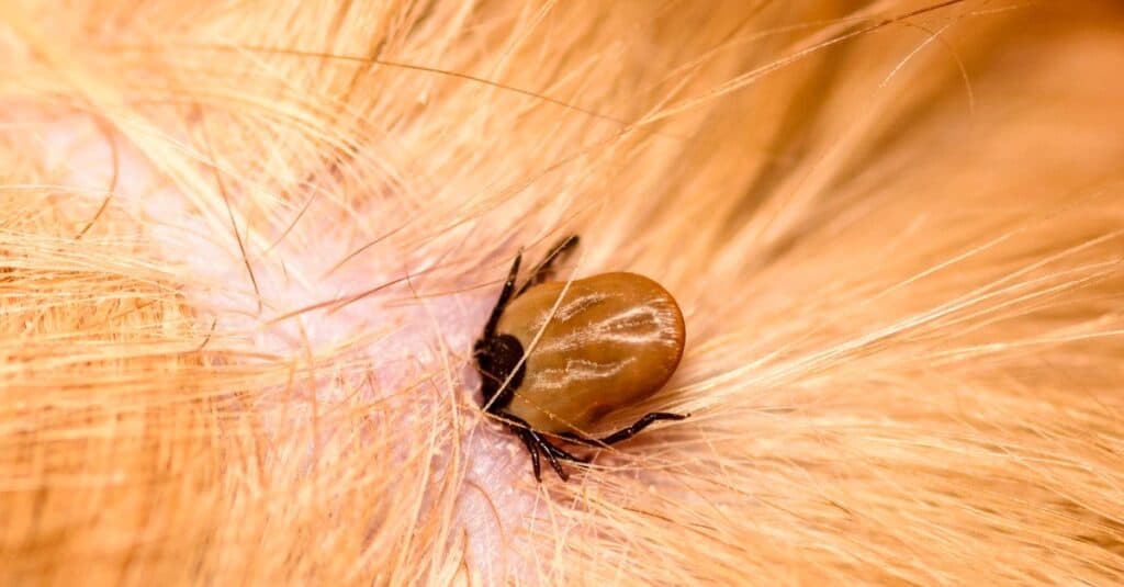 Spring is here and the TICKS are back 🕷️🌿
With warmer weather here, parasites like ticks and fleas are becoming active again, and they’re more than just a nuisance. Ticks can transmit serious diseases like Lyme disease to both pets and people.
The good news? Prevention is simple and effective when you start early.
At Blueberry Creek Veterinary Hospital, we can help you choose the right protection to keep your dogs and cats safe all year round 🐾
✔️ Tick & flea prevention
✔️ Deworming
✔️ Personalized parasite prevention plans
📞 Call or TEXT us if you have any questions, or need to order your parasite prevention stock for your cat or dog!
#blueberrycreekvet #vetmed #PetHealth #TickPrevention #LanarkCounty #VetCare #SpringSafety #lymedisease #TickBorneDiseases